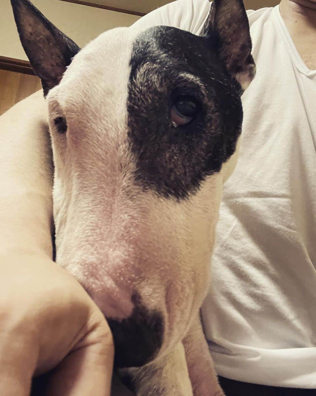 Q太郎さんのインスタグラム写真 - (Q太郎Instagram)「#minituru#bull#terrier#minibullterrier#miniturubullterrier#dog#dogstagram#cute#qtaro#love#family#ミニチュア#ブルテリア#ミニチュアブルテリア#Q太郎」7月17日 17時07分 - qtaro.jun