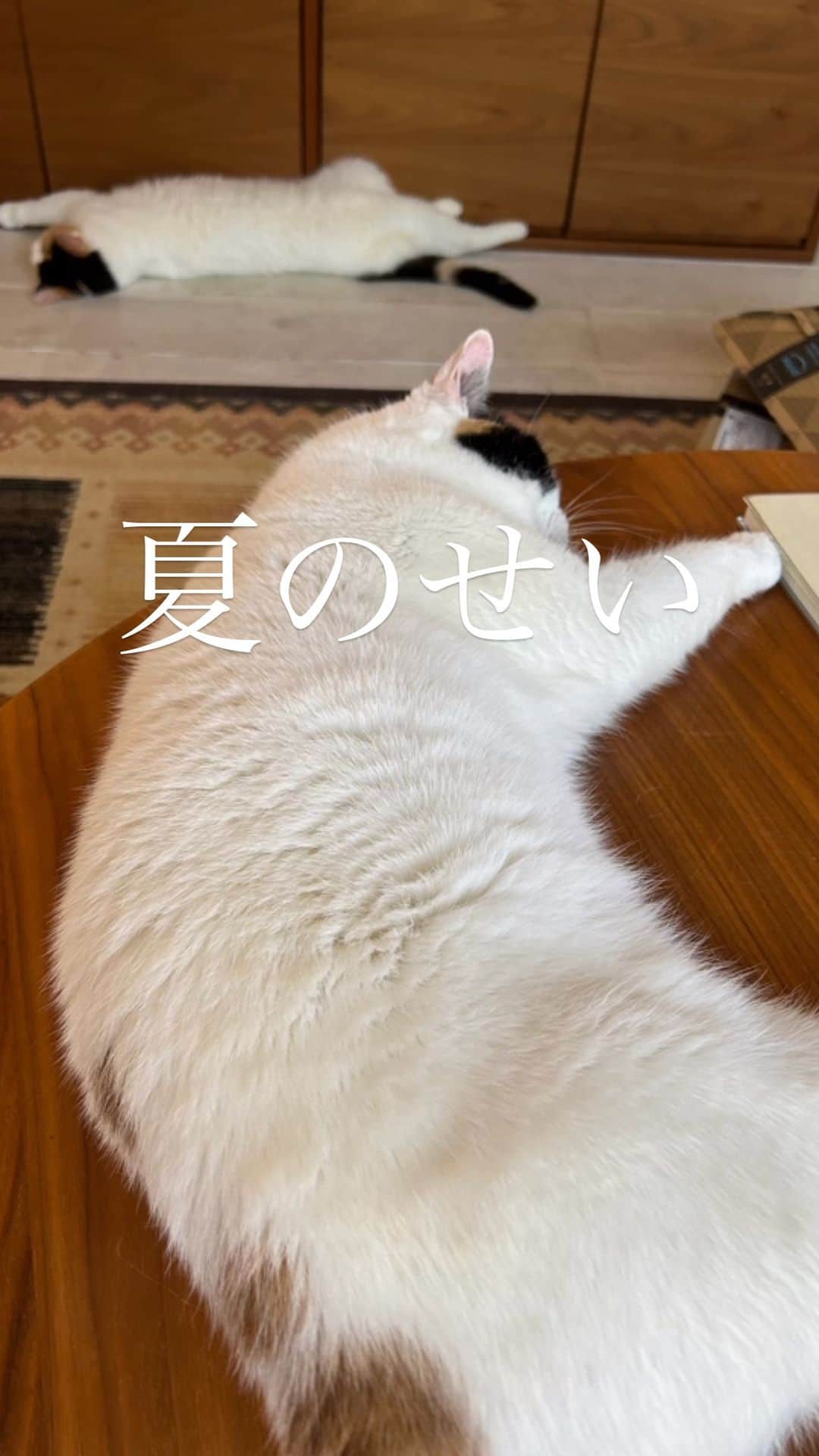 津久井智子のインスタグラム
