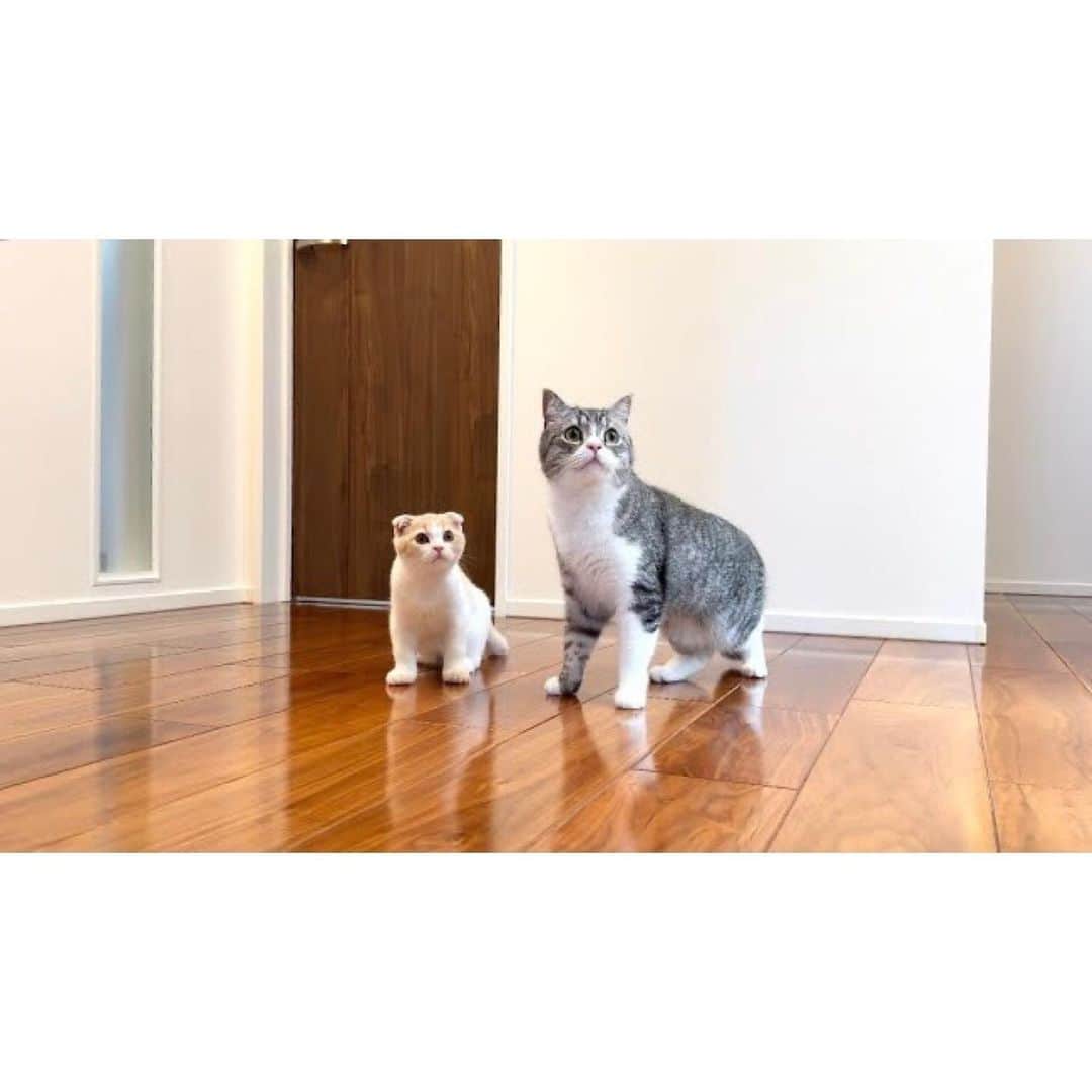 もちまるさんのインスタグラム写真 - (もちまるInstagram)「新居に初めてやってきた猫たち」7月17日 18時01分 - catmotimaru