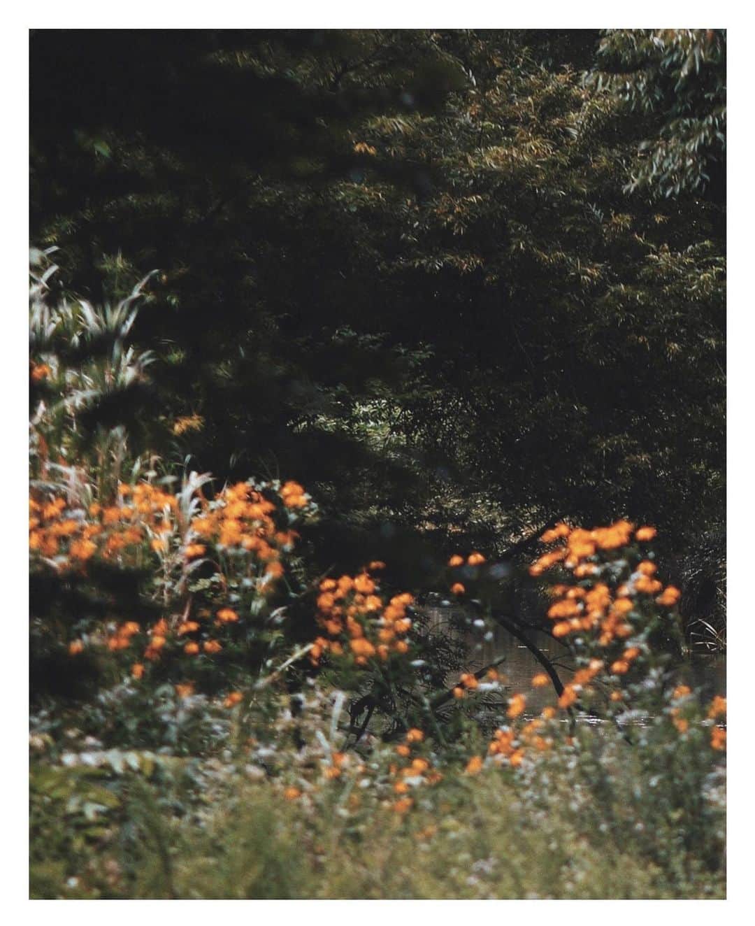 花楓のインスタグラム：「🪵🌲🚶🏻‍♀️🌳🌼」