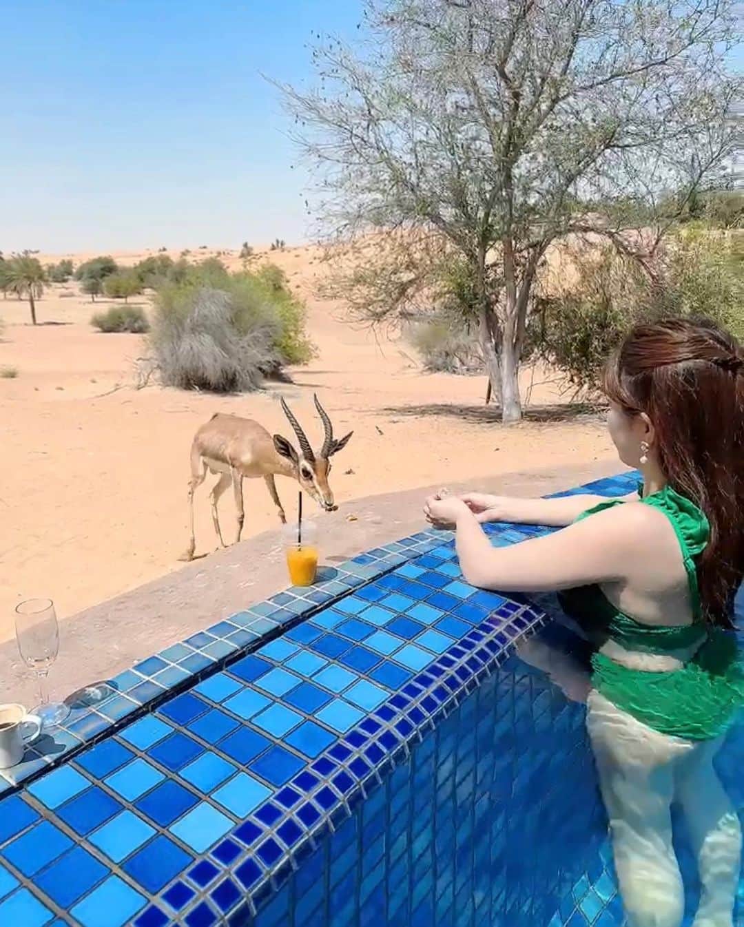 MIHOさんのインスタグラム写真 - (MIHOInstagram)「Dubai🇦🇪  昨日は都会なドバイ投稿したので 今日は自然🐪🦌❤️ そう！ドバイは都会も自然も 味わえるのがすきー🥰  ここの砂漠ホテルには お部屋まで野生の動物が おはようしにきてくれるのー🥺❤️ 📍 Al Maha, a Luxury Collection  Desert Resort Spa, Dubai  鹿さん🦌と朝ごはんシェアして 食べたよっ🥹w 　 動物の鳴き声がたくさん 聞こえて癒されるー🥰  海外来ると派手な色の 水着を選びがち💚緑は珍しい💚 そしてfloating breakfastすきぃ💚💚  今日は今から今年初 花火大会🎆に行ってくるよー😘」7月17日 18時36分 - golf___miho