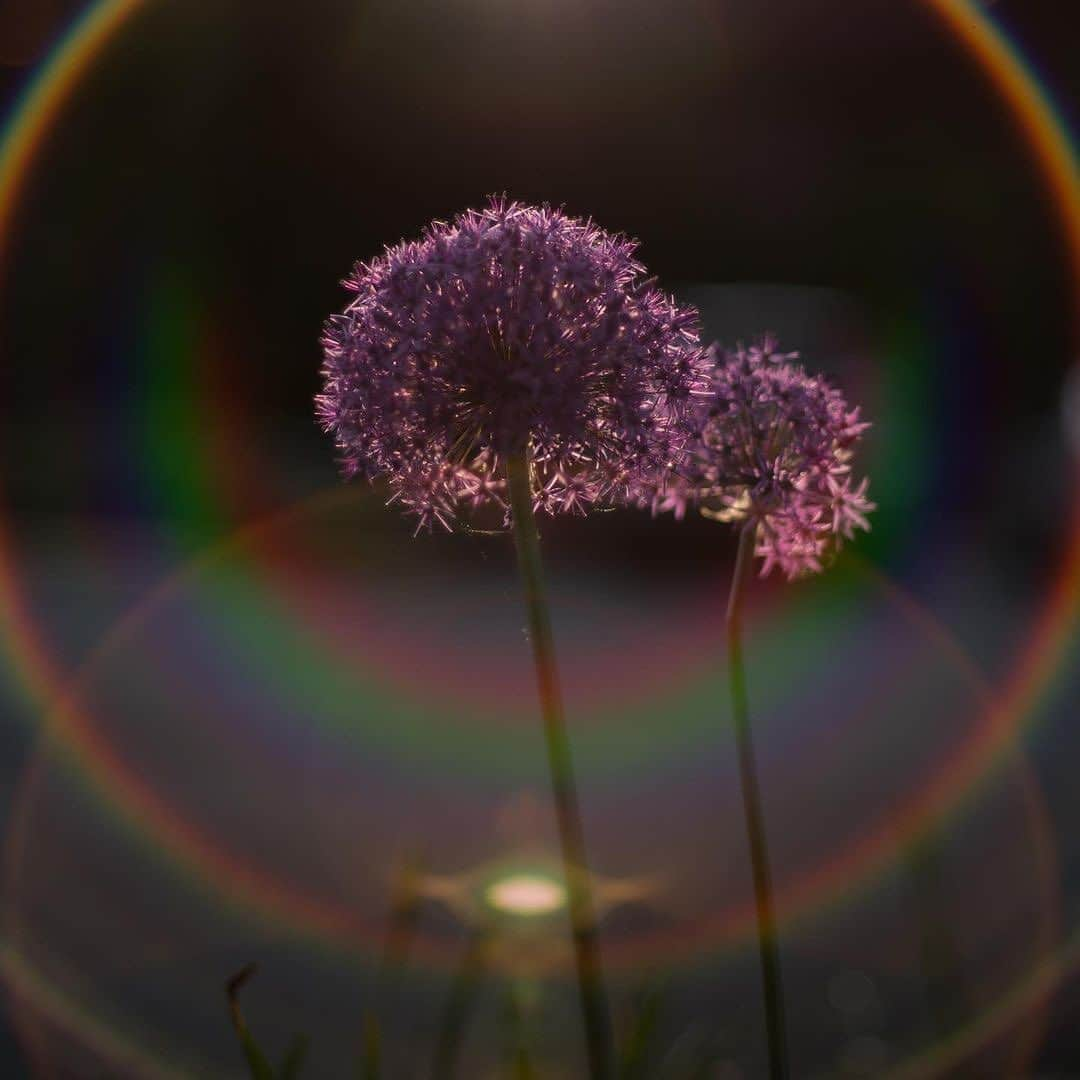 Ricoh Imagingのインスタグラム：「Pentax 50mm Classic Rainbow Flare 🌈 📸 taken using the K-1 Mark II and smc Pentax-FA 50mmF1.4 Classic 📸 taken by @pentapics  . . . #alium  #flowers #rainbow #flare #rainbows #vintage #classic #retro #pentax #pentaxian #pentaxians #pentaxiansunite #pentaxk3mkiii #ricoh #ricohimaging」