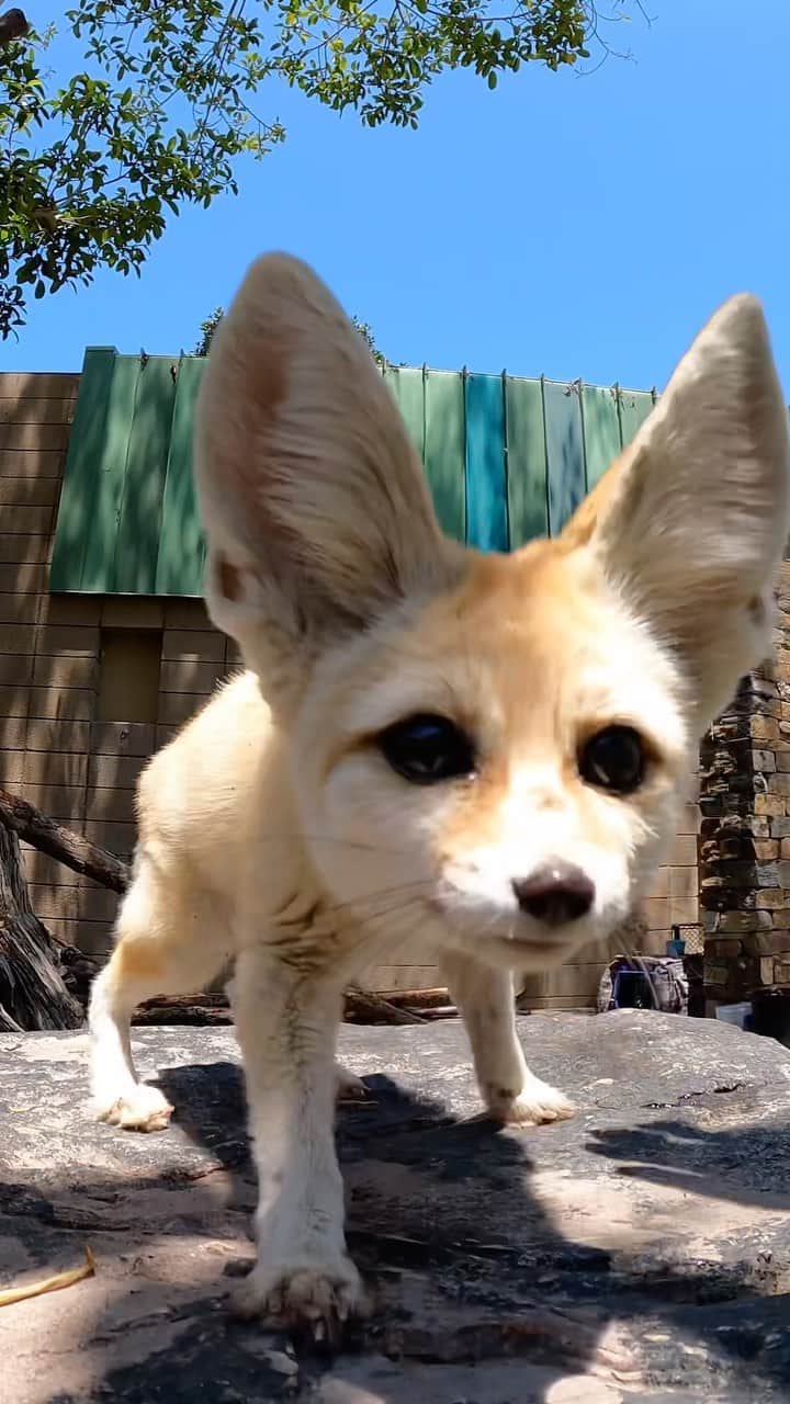 San Diego Zooのインスタグラム：「Thinking outside the fox   Innovation is a key part of being a Wildlife Care Specialist. Fennec foxes typically dig through sand and dirt to find their prey, so his WCS team created this box and pumice stones to provide him the space to let his instincts take over.   #ZookeeperAppreciationWeek #WildlifeCare #SanDiegoZoo」