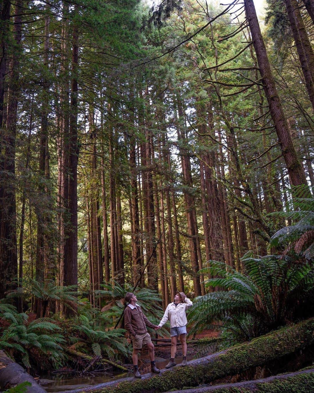 Australiaのインスタグラム：「Magical mornings in #RedwoodForest ✨🌲Captured here beautifully by @wanderingaus_adv, welcome to the magical wonderland of #Victoria's #GreatOtwayNationalPark. You'll find the enchanting Californian Redwoods along the @visitgreatoceanroad, around 3 hours from Narrm (@visitmelbourne). Walking among these towering trees feels like stepping into another world, but it's not just their size that's impressive - it's the way the sunlight filters through the canopy, creating an ethereal glow that feels straight out of a fairytale! So if you're looking for a little slice of magic in your life, be sure to add this spot to your list. #seeaustralia #comeandsaygday #visitvictoria #greatoceanroad」
