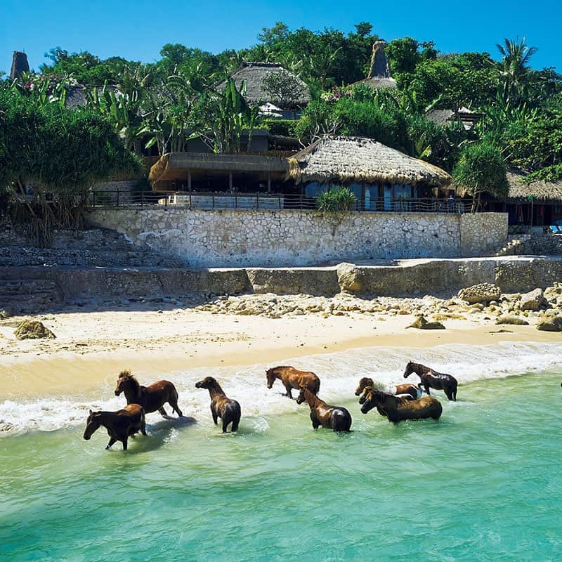 ブルータスさんのインスタグラム写真 - (ブルータスInstagram)「自然、文化、暮らしに溶け込む、秘島の長旅を。   「馬たちがビーチを自由に走る楽園がインドネシアにある」。しかも「海で馬と一緒に泳げる」らしい。そんな噂を聞いて、目指したのは、インドネシア最後の秘島と言われるスンバ島。  BRUTUS最新号「A Long Vacation 一世一代のバカンスへ。」は7月18日発売です。  #BRUTUS #ブルータス #雑誌 #旅 #バカンス #海 #島 #インドネシア #スンバ島 #Sumba #Vacation #ocean #Indonesia #magazine」7月17日 21時02分 - brutusmag