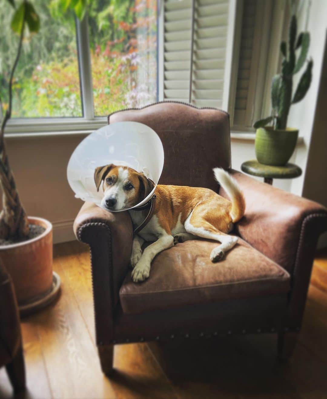 デビッド・モリシーのインスタグラム：「“Please don’t take my photo…please don’t take my photo….don’t post it…DON’T POST IT! Ohhhh the collar of shame!」