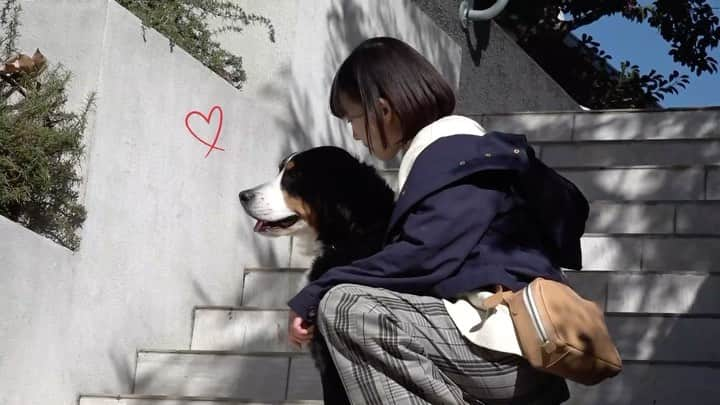 シッコウ!!〜犬と私と執行官〜のインスタグラム