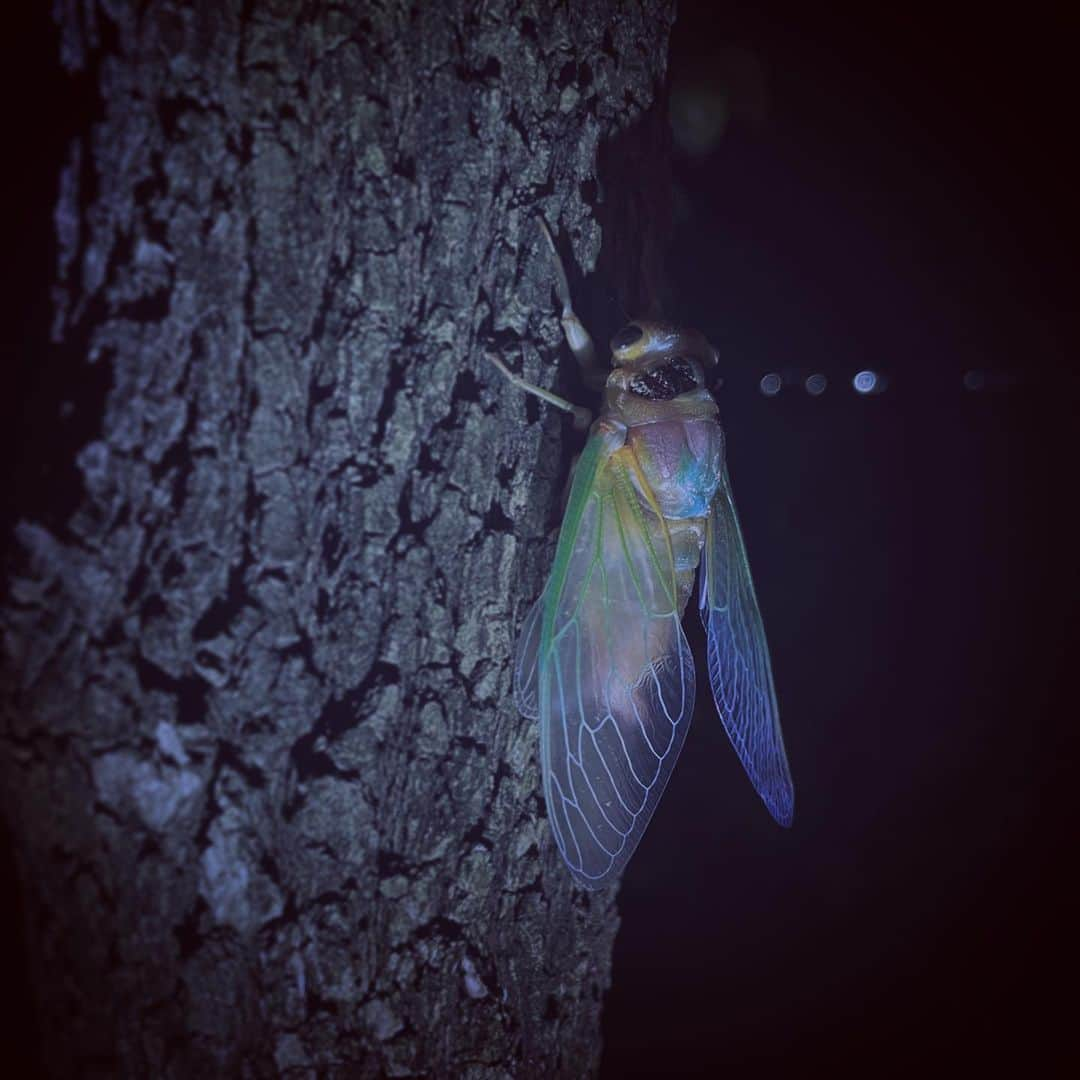 おざぶのインスタグラム：「one of my favorite things happened in my garden」