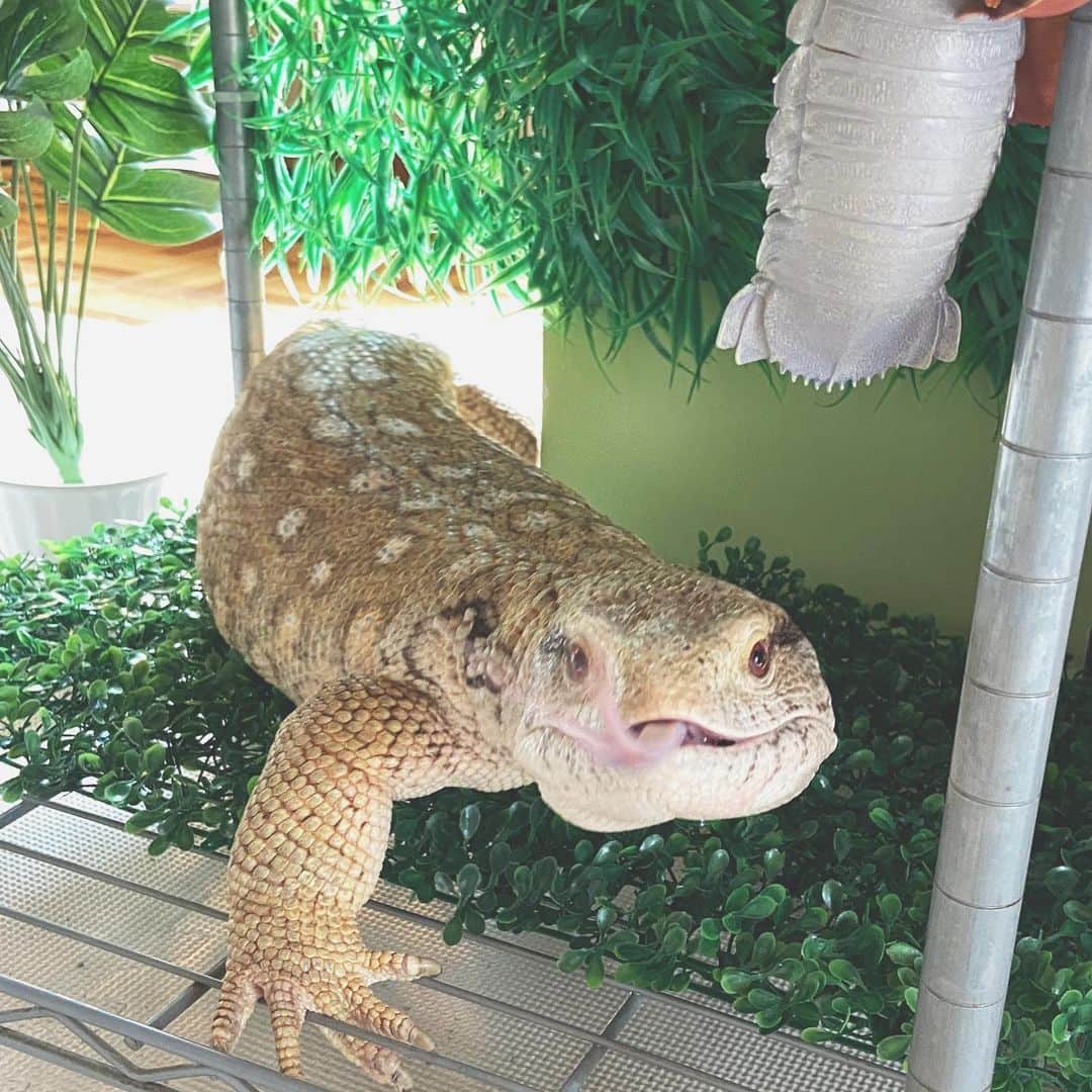 赤荻百華のインスタグラム