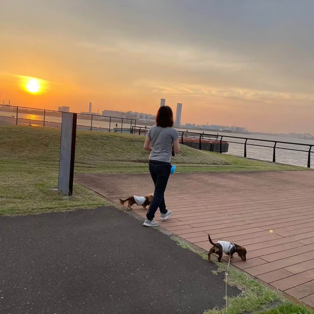 くるみんさんのインスタグラム写真 - (くるみんInstagram)「* 例の工業地域公園の夕方散歩 ②少し暗くなるとライトが灯って綺麗 川崎の工場夜景は綺麗なんだ  こむぎさんを迎えた時から始めたブログ💻 当時からのお友達や、有名なダックスさん達が亡くなっていく。 こむぎが生きていたら14歳。年月が経てば必ず別れは来るのだけど、知っている子たちが亡くなっていくのは寂しい  #カニンヘンダックスフント #カニンヘンダックス多頭飼い #カニンヘンダックス #カニンヘン #カニンヘンダックスフンドの日常 #カニンヘンダックスフンド #カニンヘンダックスチョコタン #カニンヘンの会 #チョコタンダックスフント #チョコタンダックスフンド #チョコタンダックス #チョコタン #ダックス多頭飼い #ダックスフント #ダックスフンドチョコタン #ダックスフンドカニンヘン #ダックス部 #ダックス #ダックスの日常 #ダックスフンド #ダックス短足部 #いぬすたぐらむ #いぬばか部 #短足部 #dachshund #dachs #dog #dogstagram #instagram #instadog」7月17日 22時11分 - michirumugiazu