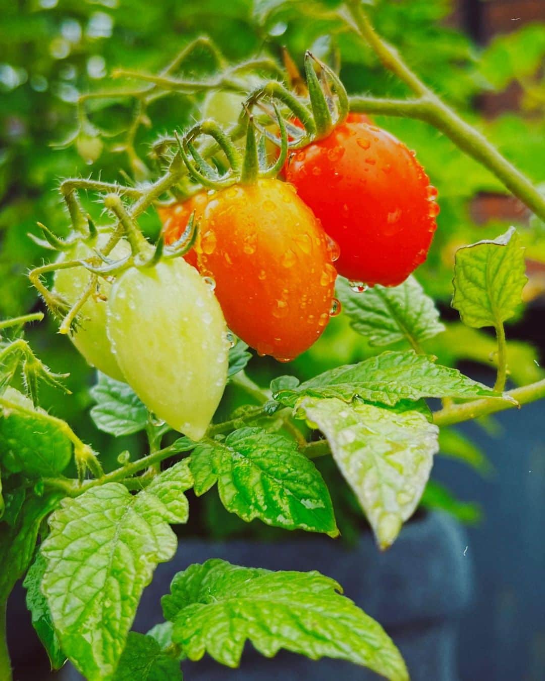 平祐奈のインスタグラム：「🍅🍅🍅 水も滴るいいトマト。  最近は朝から太陽が元気だから野菜さんたちも すーぐカラッカラになってて水はまだか〜って 私が起きるのを待ってくれてる姿が愛おしいの…  お水あげるとすぐ元気に回復するの！！ 生きてるね〜♡ みんなもこまめに水分摂ってね🫧  あとねかぼちゃに続いてサプライズ大根が 生えてきたの‼︎びっくり…！  コンポストって凄いわ〜。 上手く育てられるかしら🤭 #祐奈の生活日記」