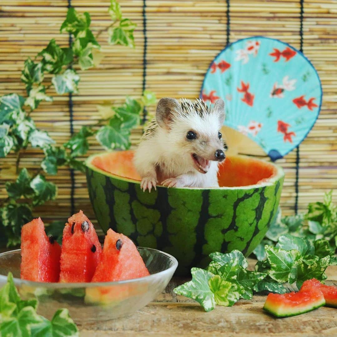 あずきのインスタグラム：「Uiro's big smile 🍉(2 years ago) 毎日溶けるくらい暑いですが皆様お変わりないでしょうか？うい郎の2年前のまだ幼い頃の写真です。初めてのスイカに大はしゃぎして食べていたの思い出しました。またスイカ🍉あげてみようかな〜。 . #はりねずみ #ハリネズミ #hedgehog #pygmyhedgehog #lovelypet #cuteanimals #はりねずみのうい郎 #hedgie #Hérisson #igel#riccio #Erizo #고슴도치 #刺猬 #hedgehogazuki  #hedgehogsofinstagram #animaladdicts #cuddles #meowed #petscorner  #cutepetclub #cozy #スイカ #watermelon」