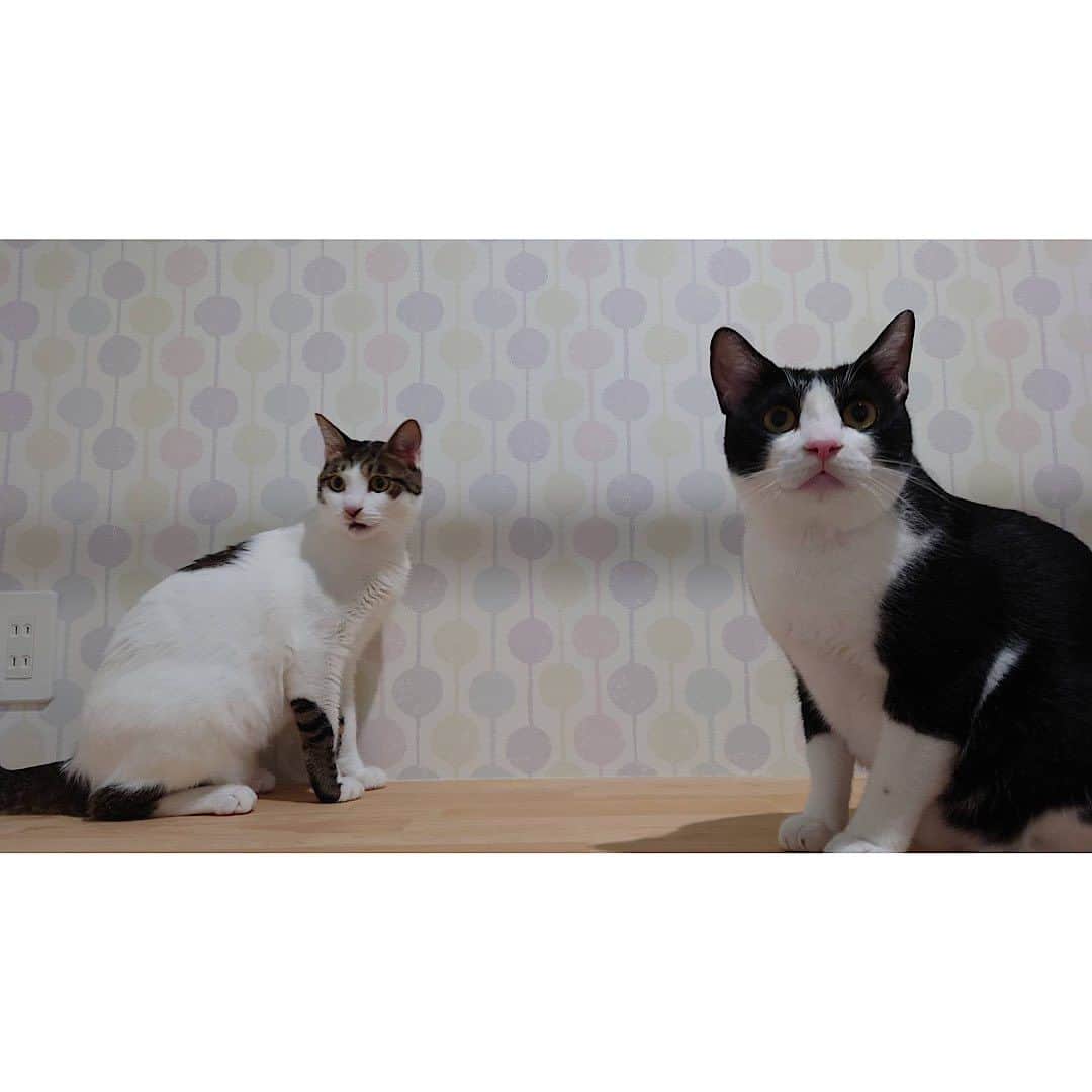 谷口大智のインスタグラム：「ペットホテルにて快適なネコマムシとイヌアラシ🐱🐱  もうすぐ迎えにいくよ〜😌  #dtのオフ」