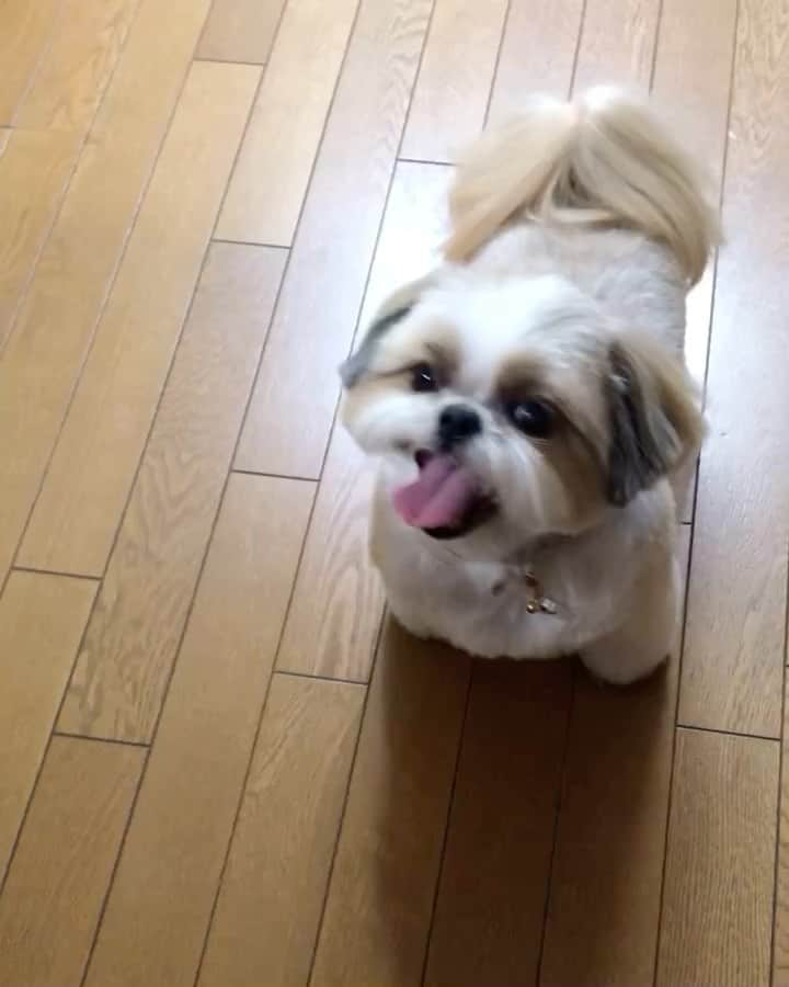 りんくのインスタグラム：「短くカットしたのでつ🐶✂️✨」