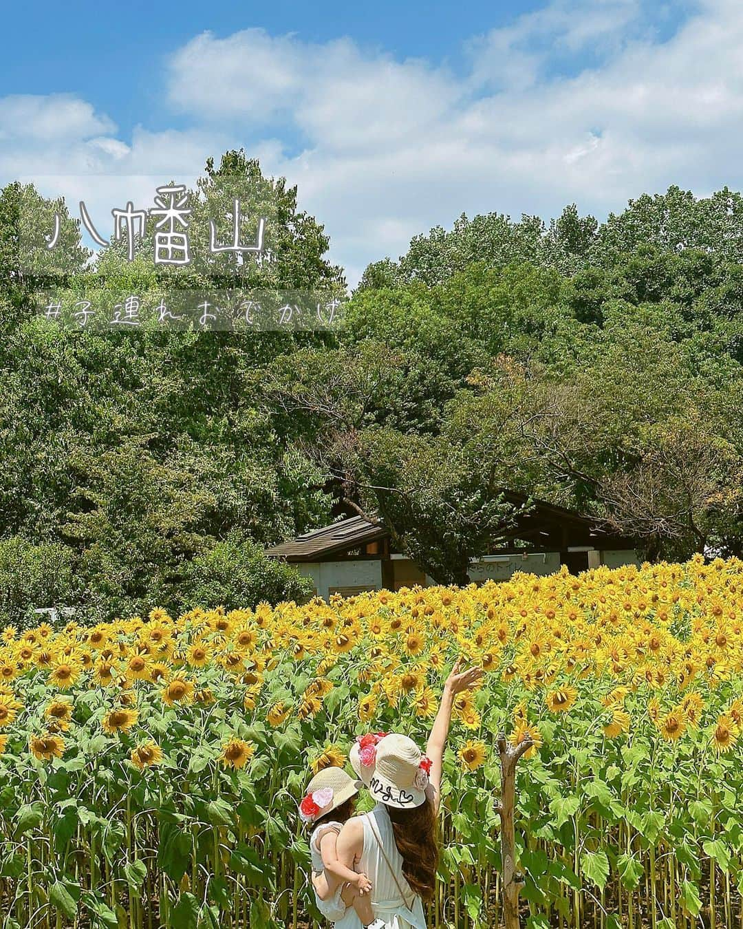 今吉めぐみのインスタグラム：「♡子連れおでかけ♡ ⁡ ＼都内にある／ 🌻🌻🌻ヒマワリ畑🌻🌻🌻 ⁡ ⁡ 娘ちゃんとあいぴ @aiko_kayo1211 と とヒマワリ見に行ってきました✨ ⁡ 八幡山駅から 15分くらい歩きます👟 ⁡ ヒマワリ畑の所は直射日光に 晒されます☀️🕶️ ⁡ 午前中は公園内の遊具が 割と木陰になっていて 風もあって 涼しめでした🌳 ⁡ ⁡ 📍蘆花恒春園 東京都世田谷区粕谷一丁目 👟 京王線「芦花公園」または「八幡山」下車　 徒歩15分 京王線「千歳烏山」、小田急線「千歳船橋」間のバス（京王バス）で、「芦花恒春園」下車　 徒歩7分 🚗駐車場（有料） 🎫 入園料/無料 ⁡ ⁡ #蘆花恒春園 #ヒマワリ畑 #向日葵 #子連れおでかけ #子どもとおでかけ #子連れおでかけ関東 #子連れおでかけ東京」