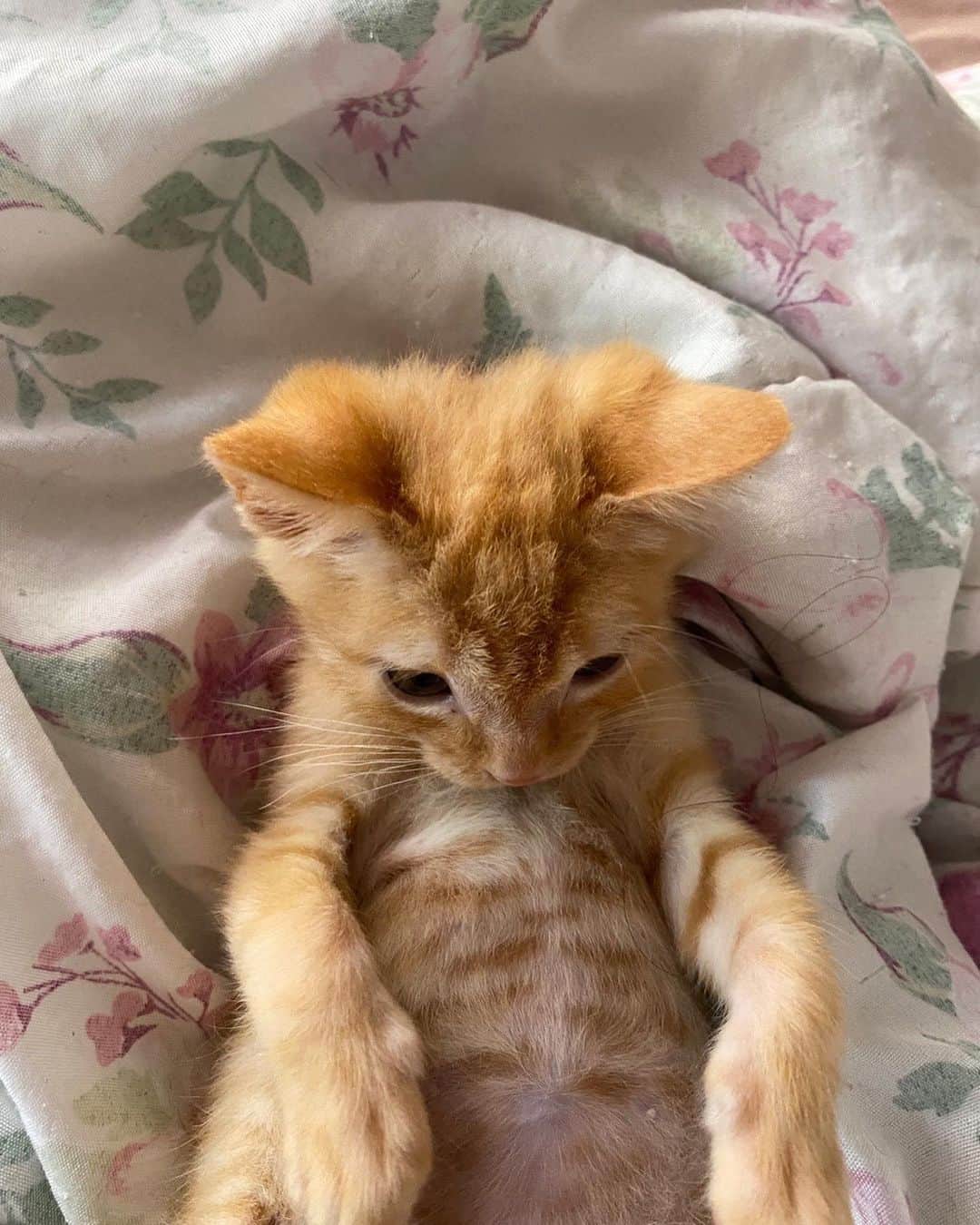 Cute Pets Dogs Catsのインスタグラム：「How adorable? 🥰  Credit: beautiful @nalaenferrujada and gatoenferrujado (tt) ** For all crediting issues and removals pls 𝐄𝐦𝐚𝐢𝐥 𝐮𝐬 ☺️  𝐍𝐨𝐭𝐞: we don’t own this video/pics, all rights go to their respective owners. If owner is not provided, tagged (meaning we couldn’t find who is the owner), 𝐩𝐥𝐬 𝐄𝐦𝐚𝐢𝐥 𝐮𝐬 with 𝐬𝐮𝐛𝐣𝐞𝐜𝐭 “𝐂𝐫𝐞𝐝𝐢𝐭 𝐈𝐬𝐬𝐮𝐞𝐬” and 𝐨𝐰𝐧𝐞𝐫 𝐰𝐢𝐥𝐥 𝐛𝐞 𝐭𝐚𝐠𝐠𝐞𝐝 𝐬𝐡𝐨𝐫𝐭𝐥𝐲 𝐚𝐟𝐭𝐞𝐫.  We have been building this community for over 6 years, but 𝐞𝐯𝐞𝐫𝐲 𝐫𝐞𝐩𝐨𝐫𝐭 𝐜𝐨𝐮𝐥𝐝 𝐠𝐞𝐭 𝐨𝐮𝐫 𝐩𝐚𝐠𝐞 𝐝𝐞𝐥𝐞𝐭𝐞𝐝, pls email us first. **」