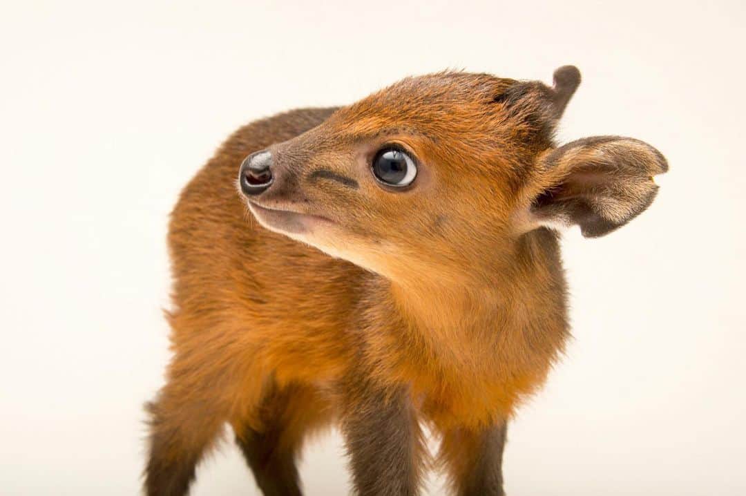 Joel Sartoreさんのインスタグラム写真 - (Joel SartoreInstagram)「Red-flanked duikers like this one @lazoo are one of the smallest species of antelope, measuring in at less than 15 inches tall and weighing no more than 31 pounds. Aside from their small size, this species can be identified by the large preorbital glands on their snout, which form bulges in their cheeks. These glands produce a secretion which has multiple uses, including marking territory claimed by a single antelope or a mated pair.  #duiker #animal #wildlife #photography #animalphotography #wildlifephotography #studioportrait #PhotoArk @insidenatgeo」7月17日 23時28分 - joelsartore
