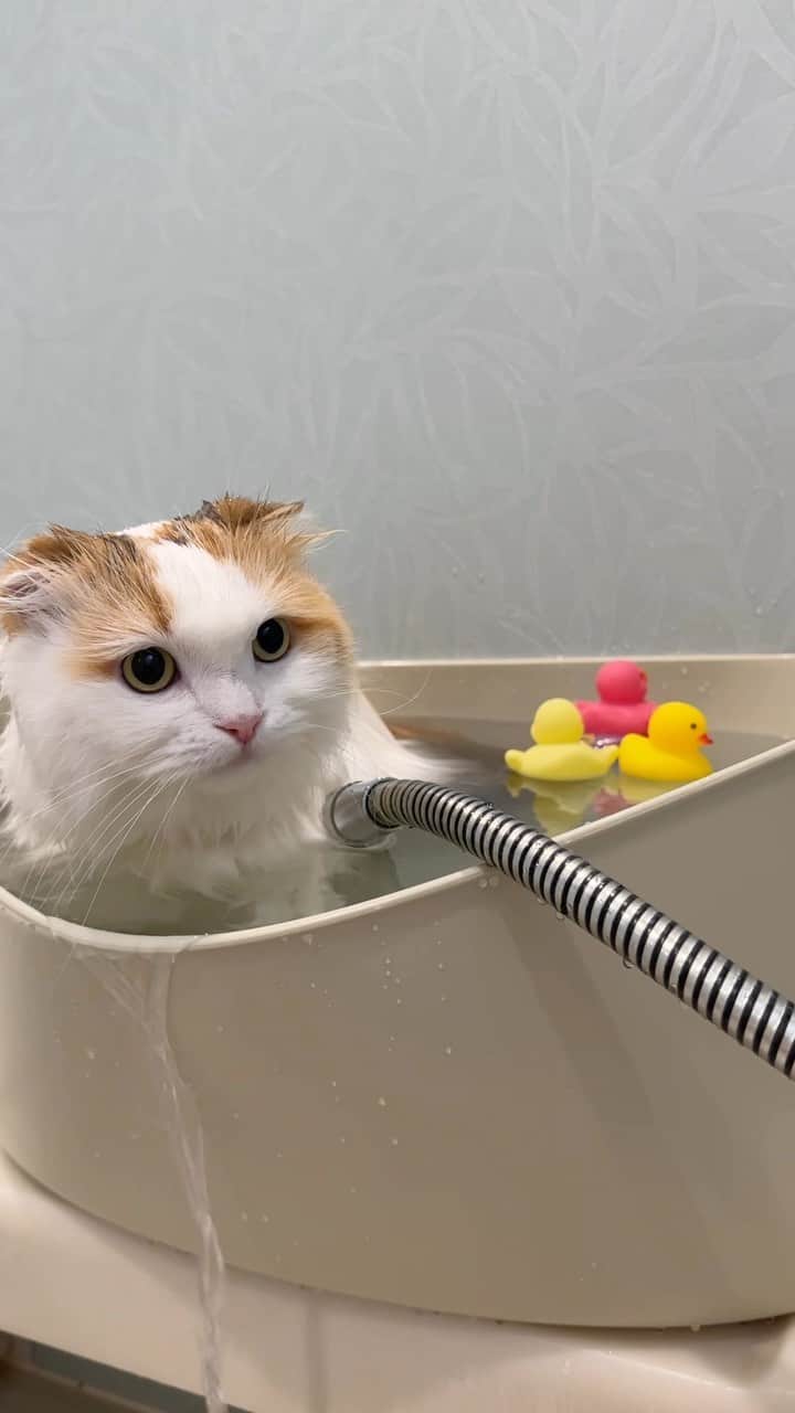 yayoi89のインスタグラム：「bathing day🛀🏻 Ikurachan 🐹  久しぶりのお風呂 クルクル回るアヒルさんがシュール🐤  抜け毛スッキリ また一回り小さくなったイクラちゃんなのでした〜🐥  バスタブとしてずっと使って来たIKEAのランドリーバスケット とうとう亀裂が入ってしまったので 新しくしましたー 今度はベージュになったよ🧺  #weeklyfluff #adorable #kawaii #cat #catlovers #scottishfold #catoftheday #9gag #catsofinstagram #meowed #instadaily  #ふわもこ部 #かわいい #ねこ #猫のいる暮らし #スコティッシュフォールド #ねこすたぐらむ #猫のいる暮らし #猫洗い　#猫部 #ikea」