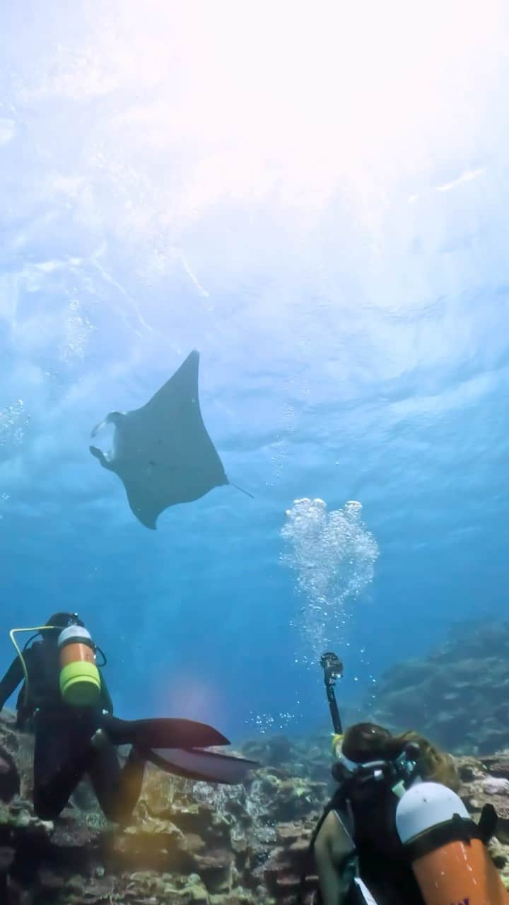 HAIMURUBUSHI はいむるぶしのインスタグラム：「小浜島・はいむるぶしから癒しの風をお届けします。 国内有数のダイビングスポット「マンタスクランブル」。 マンタ遭遇率80％以上あるダイバー憧れの場所… 海中を悠々と泳ぐ姿に感動します。 #沖縄 #八重山諸島 #離島 #夏休み #旅行 #ダイビング #マンタ #石垣島 #小浜島 #リゾート #ホテル #はいむるぶし  #japan #okinawa #island #summer #vacation #travel #diving #manta #ishigaki #kohamajima #resort #hotel #haimurubushi」