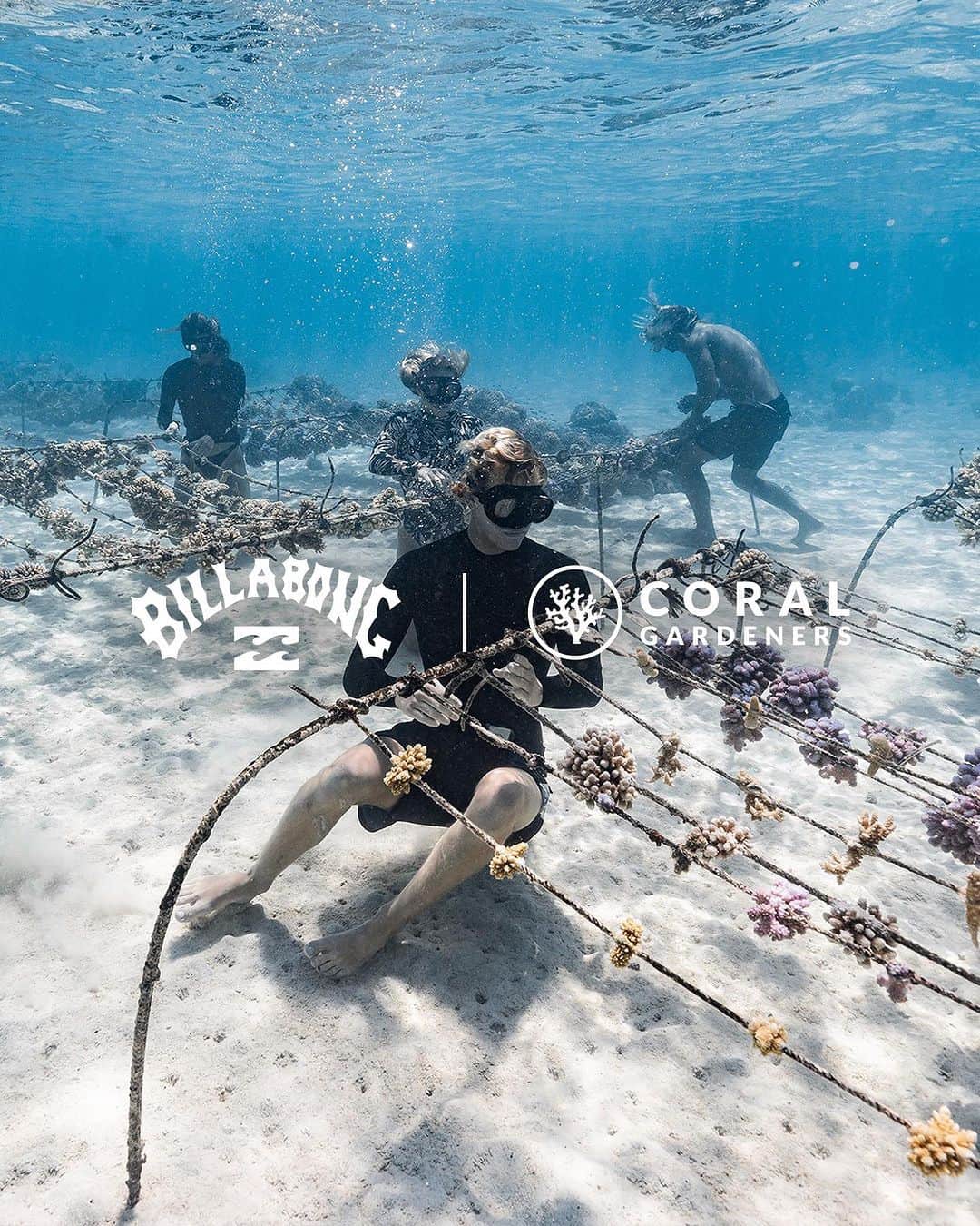 BILLABONG WOMENSのインスタグラム：「“No reef. No ocean. No air.” – @toutiess & @coralgardeners   The organization started by surfers on Mo’orea, Coral Gardeners, works to find a solution to the degradation of coral reefs in their backyard and beyond. In celebration of Coral Reef Awareness Week (July 17-23), we’re proud to announce our long-term partnership with Coral Gardeners.   Look for our first eco-conscious Coral Gardeners collection in early 2024 with a portion of proceeds going back to the organization to support their critical work. Until then, go to the Coral Gardeners link in our bio to learn how you can help save the reef.   #billabongadventuredivision」