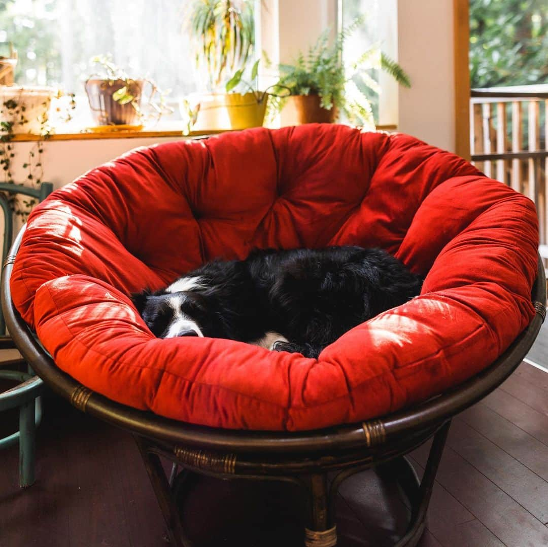 Andrew Knappさんのインスタグラム写真 - (Andrew KnappInstagram)「Here’s Yaya in a papasan chair this morning. And Momo in a papasan chair in 2019.   Two years since we lost Momo, but the truth is that I still find him everywhere. 😌」7月18日 2時06分 - andrewknapp