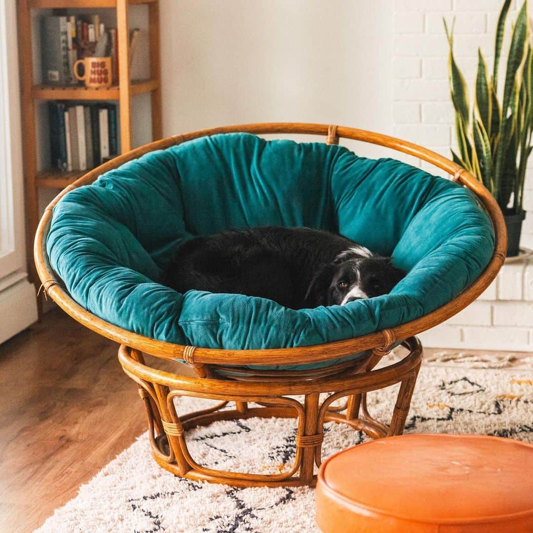 Andrew Knappさんのインスタグラム写真 - (Andrew KnappInstagram)「Here’s Yaya in a papasan chair this morning. And Momo in a papasan chair in 2019.   Two years since we lost Momo, but the truth is that I still find him everywhere. 😌」7月18日 2時06分 - andrewknapp