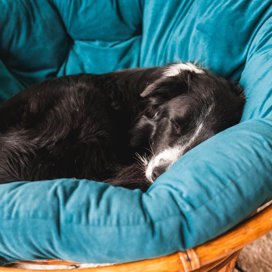 Andrew Knappさんのインスタグラム写真 - (Andrew KnappInstagram)「Here’s Yaya in a papasan chair this morning. And Momo in a papasan chair in 2019.   Two years since we lost Momo, but the truth is that I still find him everywhere. 😌」7月18日 2時06分 - andrewknapp