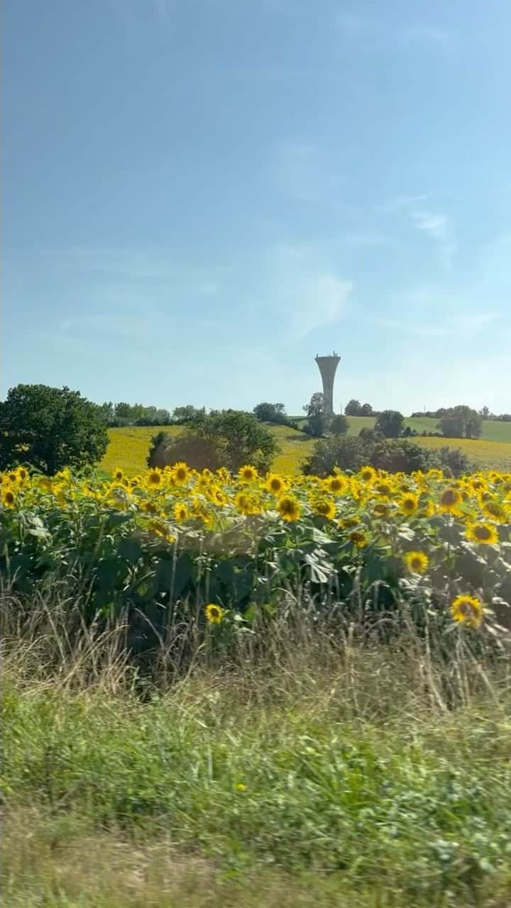 のインスタグラム：「I like making these little movies. This one is for my mum ❤️🌻🇫🇷 @wattswish」
