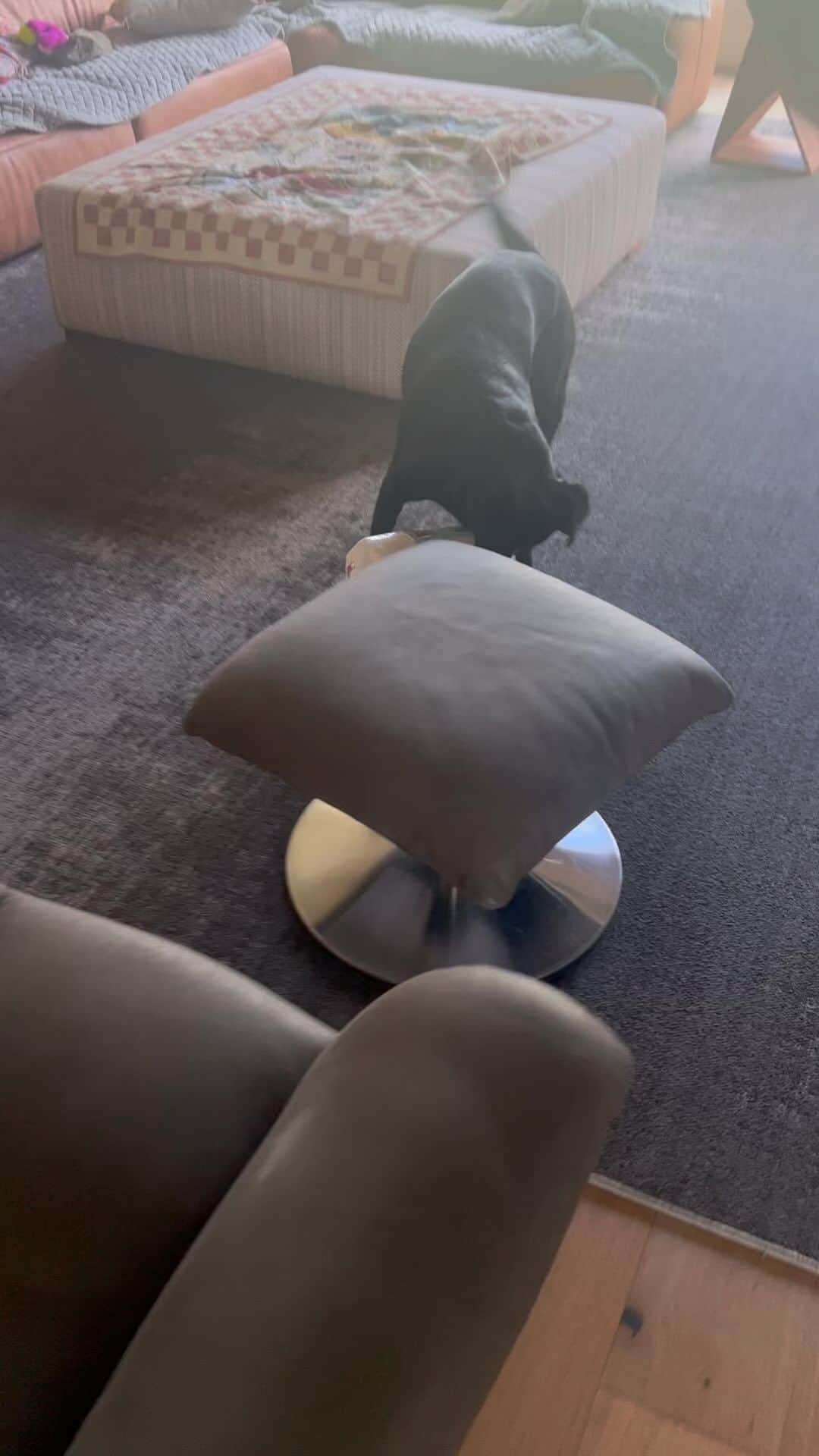 ストーン・コールド・スティーブ・オースチンのインスタグラム：「Cali hijinks this morning.  #labrador #blacklab #dog #dogsofinstagram」