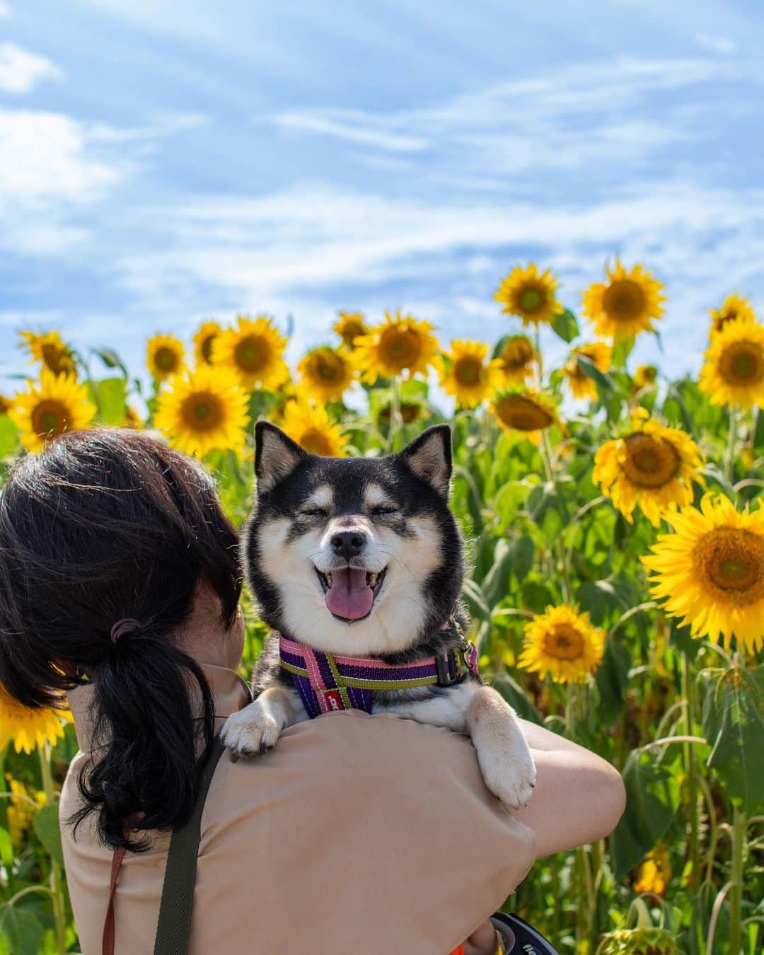 吾子のインスタグラム：「・ ・ #北竜町ひまわりの里 🌻🌻🌻🌻🌻 ・ あっつーい🐶💦🌻🌻🌻 ・ ・ ・ ・ ・ ・ ・ ・ ・ #ひまわり #北竜町ひまわり2023 #sapporo  ・ 北海道の柴犬 #柴北会 の皆ワン🐶暑い日は水いっぱい飲もう〜🐶✨ ・ #adorable #instadog#shibainu#dog#柴犬ライフ #instashiba#柴犬マニア #9gag #barked #kuroshiba#socute #cutedog#いぬのきもち #黒柴 #dogstagram_japan」