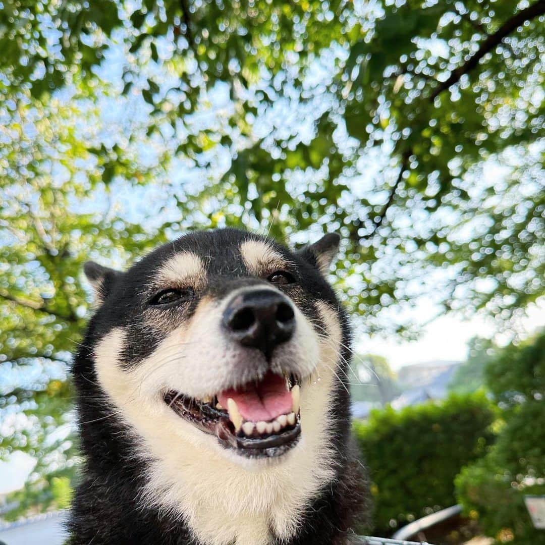 vo_coのインスタグラム：「🐾 台風去って 残暑〜初秋感ちょっと出てきた いやまだ全然暑いんだけど 殺人的な猛暑はちょっと落ち着いたかな？ってイメージ まだまだ暑いから引き続き暑さ対策はしっかりとね！ ＊ #shibastagram #instashiba #shiba #shibainu #黒柴 #柴犬」