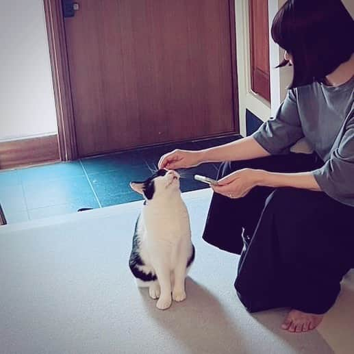 OKAさんのインスタグラム写真 - (OKAInstagram)「携帯なんか見ないでなでて、の表情  #ガブリエイタコロスケ師匠」8月16日 7時56分 - ytrpics