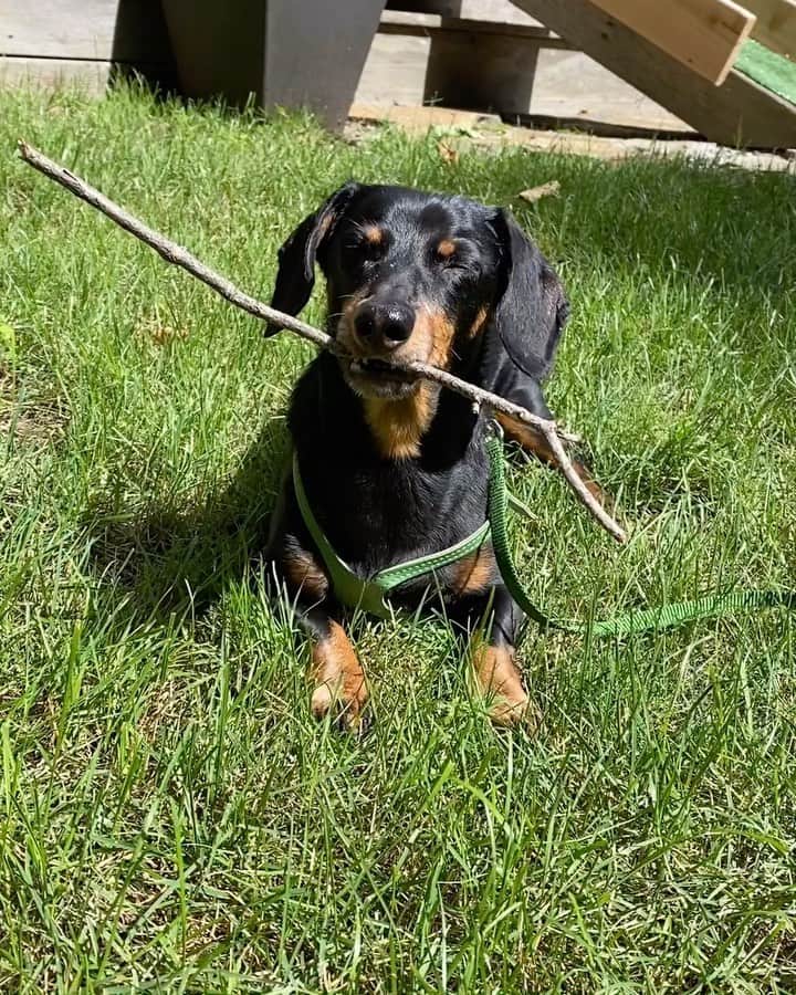 Crusoe the Celebrity Dachshundのインスタグラム：「I’m just chillin’ with this one. How you like?」