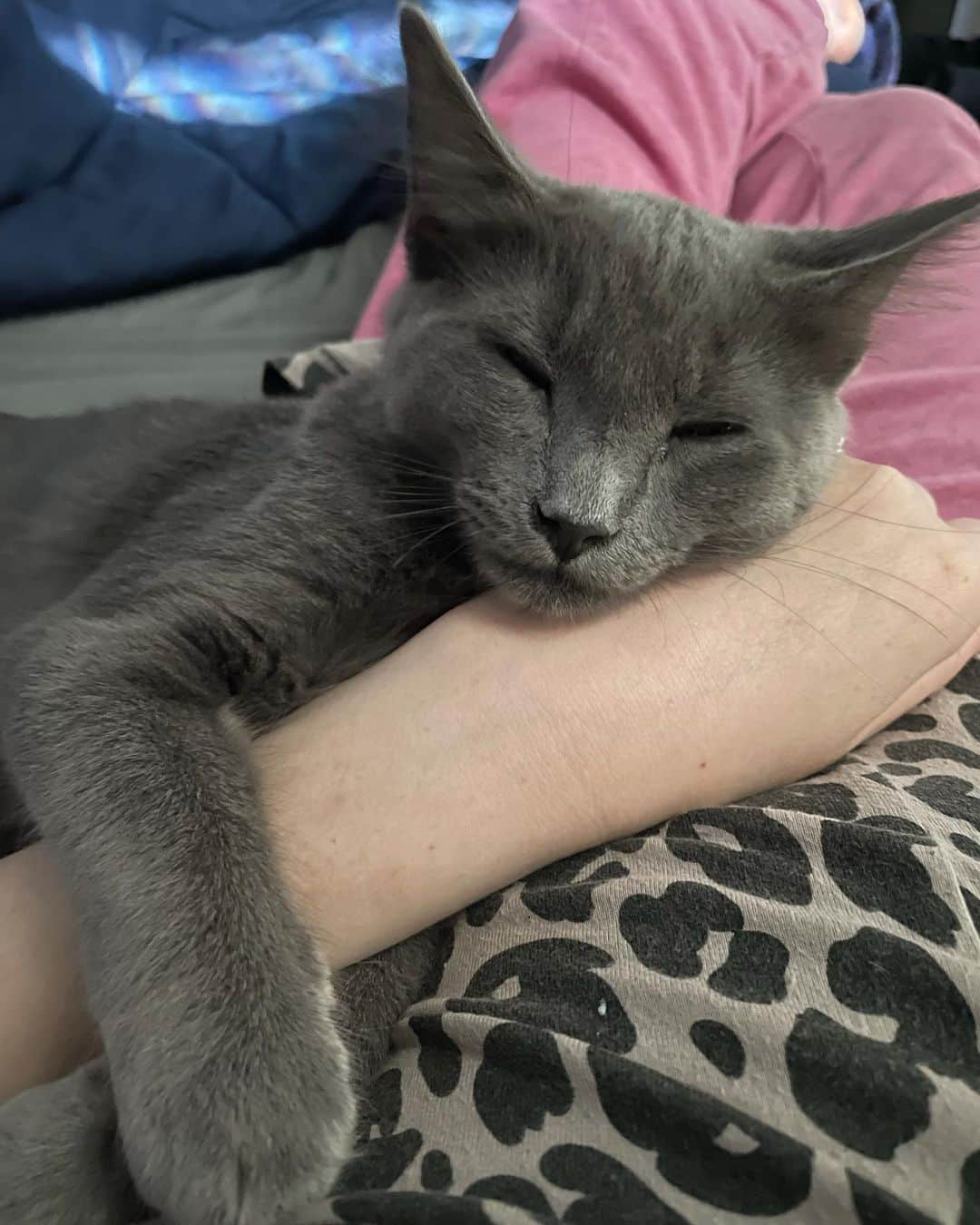 ミシェル・トラクテンバーグのインスタグラム：「Morning cuddles with Sir Winston 😻 #kitten #meow #catsofinstagram」