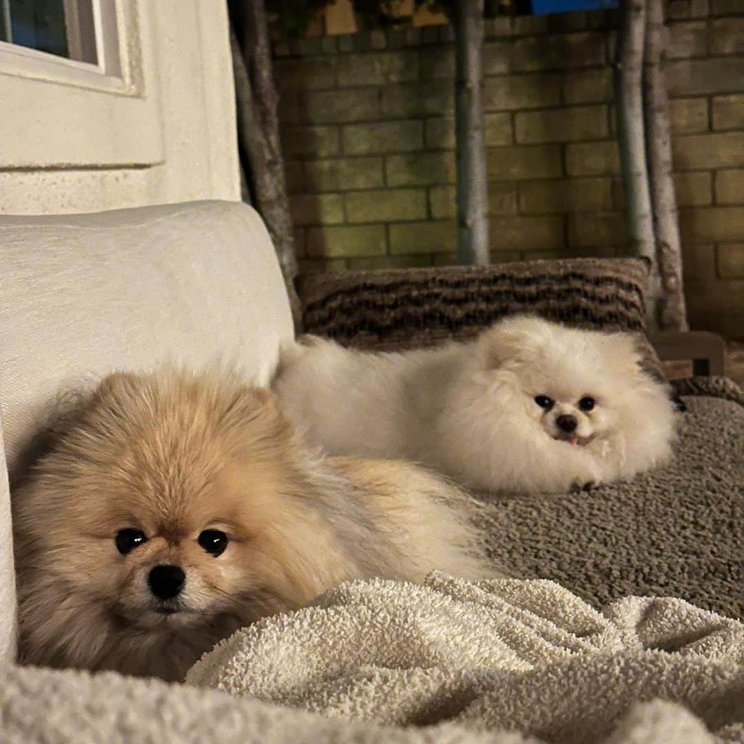 ニッキー・ベンツのインスタグラム：「Dog appreciation post. These are my munchkins Ollie & Kissme. 🐾❤️ @ollie.oliver.the.pom @kissme.the.pom」