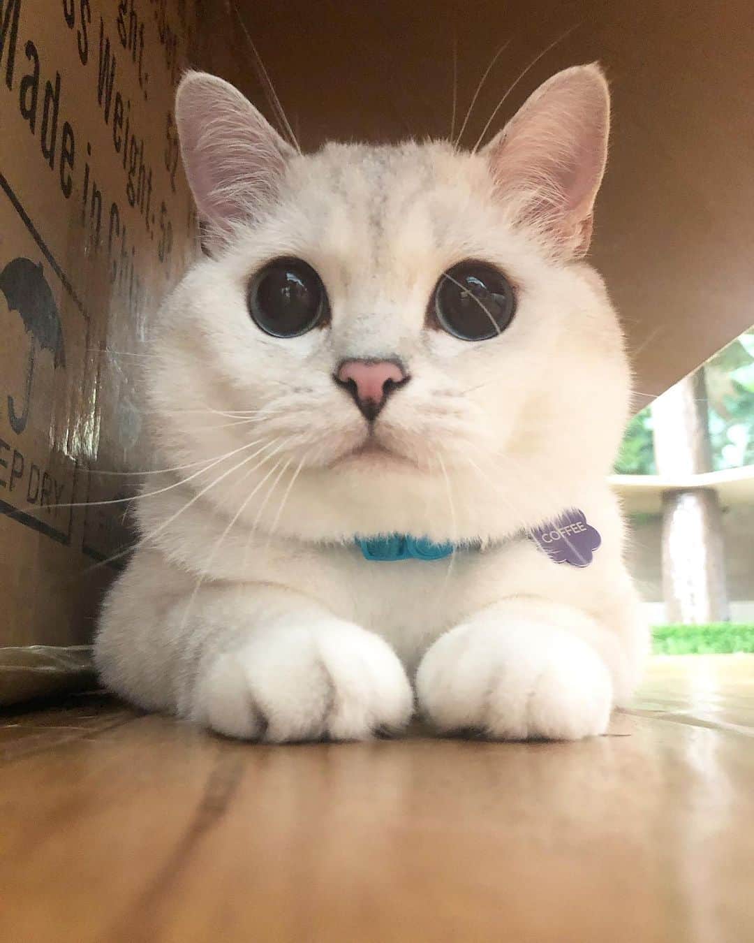 ミスター・ホワイトのインスタグラム：「Cute? 😺   #cats #cat #catsofinstagram #love #coffee #coffeecat」