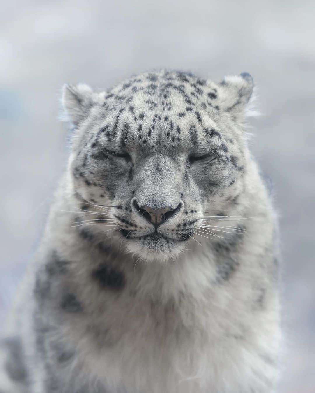 Discover Earthさんのインスタグラム写真 - (Discover EarthInstagram)「Unveiling the Enigmatic Charm: A Rare Look at the Majestic Snow Leopard's Captivating Beauty ❄️🐆  📍Pakistan  🇵🇰 #DiscoverPakistan with @khumaix」8月16日 3時34分 - discoverearth