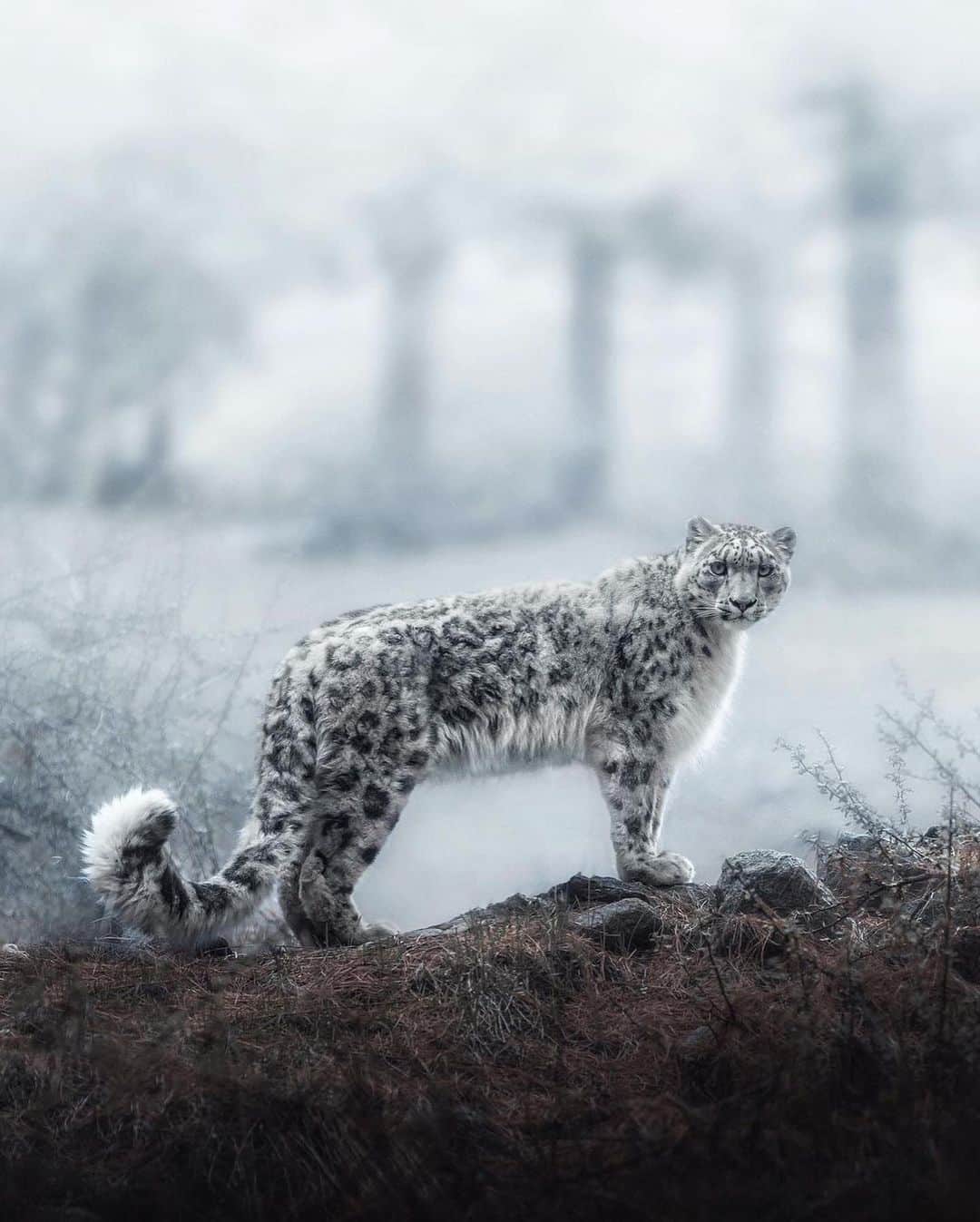 Discover Earthさんのインスタグラム写真 - (Discover EarthInstagram)「Unveiling the Enigmatic Charm: A Rare Look at the Majestic Snow Leopard's Captivating Beauty ❄️🐆  📍Pakistan  🇵🇰 #DiscoverPakistan with @khumaix」8月16日 3時34分 - discoverearth