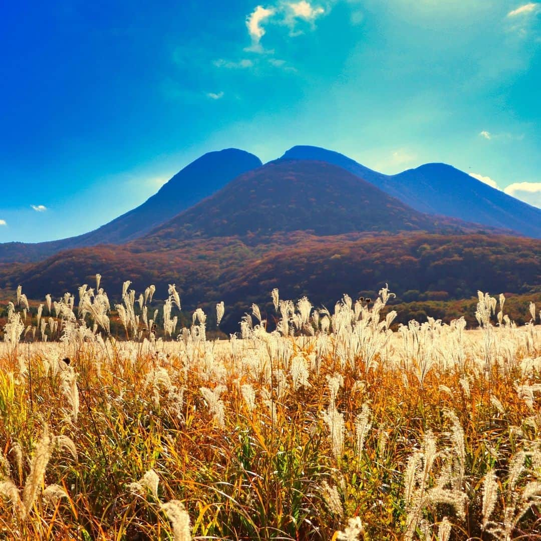 日本の国立公園のインスタグラム：「Waves of golden grass wait for you in the Tadewara Wetlands! 🌾👋   The Tadewara Wetlands is a 1,000 m high wetland part of Aso-Kuju National Park in Oita prefecture. It has a large area and is protected by the 2005 Ramsar Convention on Wetlands of International Importance. There are three marked routes over cedar boardwalks specially built to avoid stepping on the valuable plants such as sphagnum moss, which grows in colonies and stores lots of water. 🥾🌳   In autumn, the grasses in the Tadewara Wetlands turn a delightful golden brown in fall beautifully contrasting with the mountains on the horizon. From the elevated boardwalk, it is almost as if you are floating as you watch the grasses sway in the breeze. Whether you stick to the open marsh or venture into the forests nearby, there is always something to discover in the Tadewara wetlands. ⛰🌬   Comment with a 🌾 if you are ready to join us on the boardwalk!  📍 Tadewara Wetlands, Oita   📸 Autumn with Japanese pampas grass in the Tadewara Wetlands  #NationalParksJP #AsoKujuNationalPark #TadewaraWetlands #KujuMountains #FallLeaves #Oita #AmazingSights #IncrediblePlaces #BeautifulViews #Wetlands #JapanTravel #Japan #Travel #Tourism #ExploreJapan #DiscoverJapan #VisitJapan #日本 #国立公園」