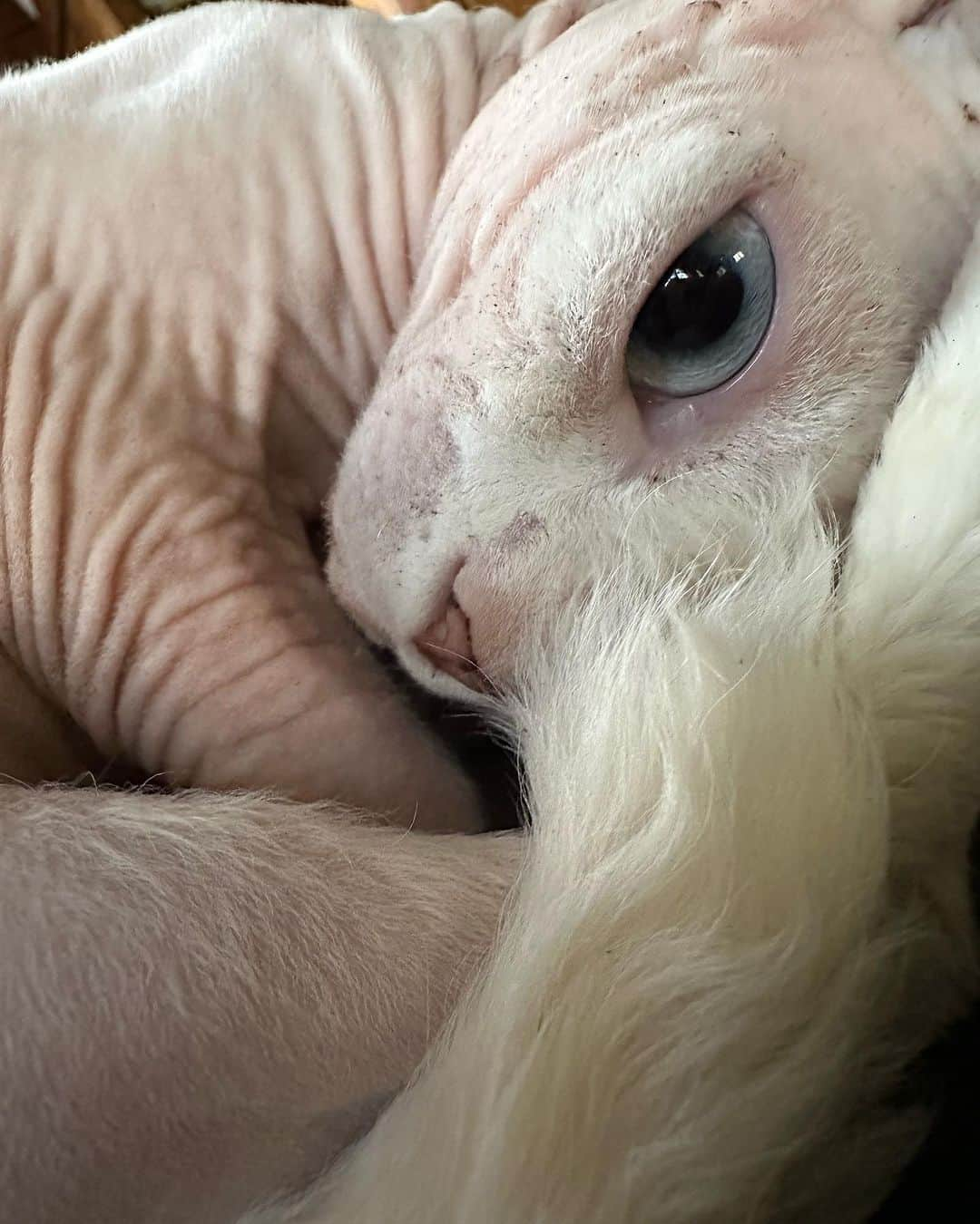 マーガレット・チョーさんのインスタグラム写真 - (マーガレット・チョーInstagram)「Sacre Coeur is the flirtatious one #sphynx #catsofinstagram #love」8月16日 5時07分 - margaret_cho