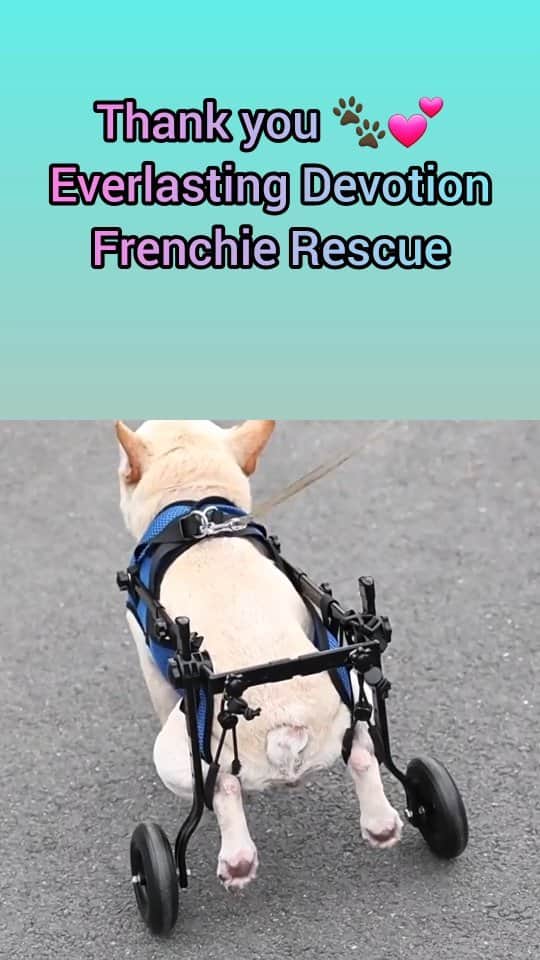 French Bulldogのインスタグラム
