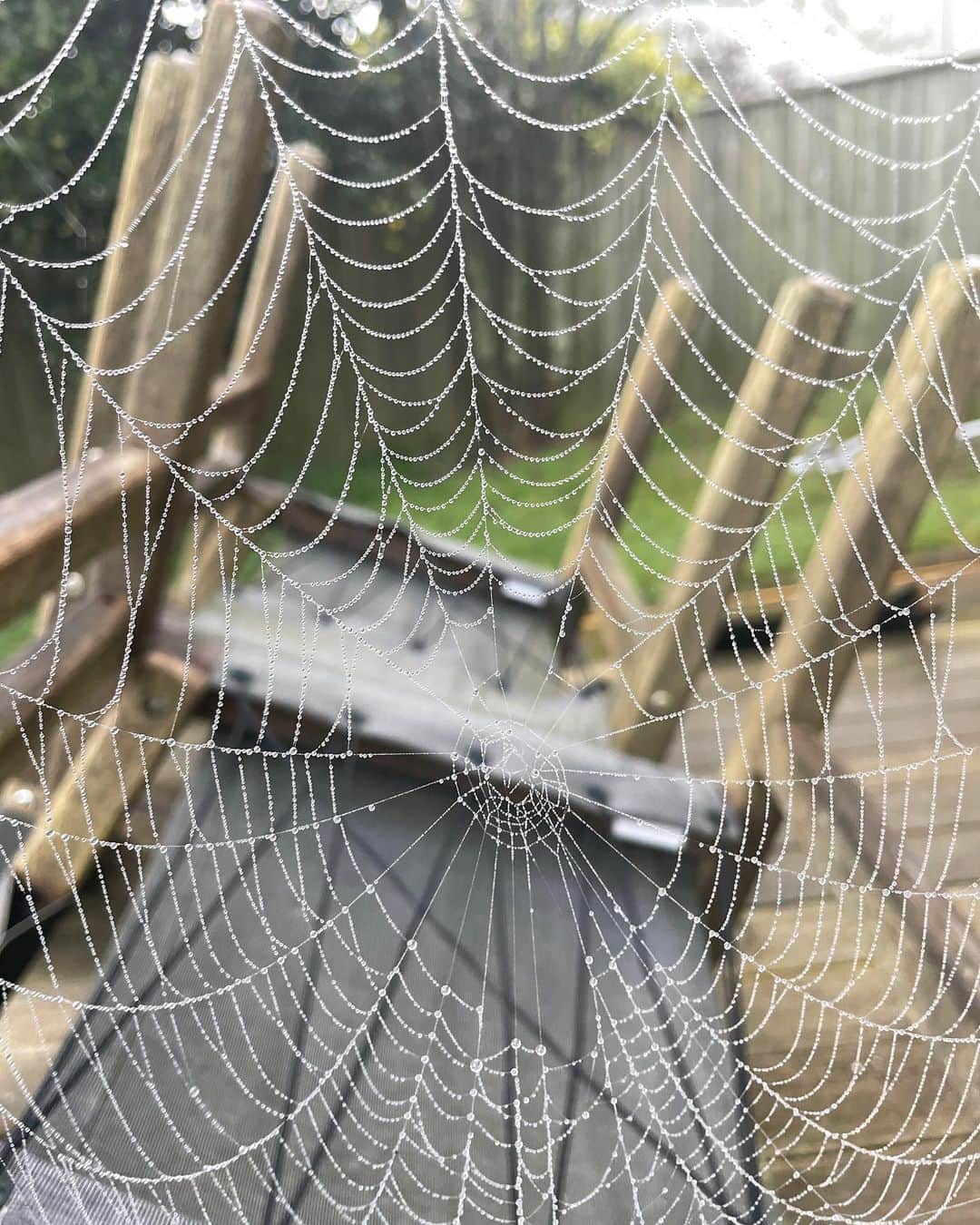 中島早貴のインスタグラム：「8:00 am  What a beautiful spider web 🥹🕸️  #語学留学生 #アウトプット日記 #NewZealand」
