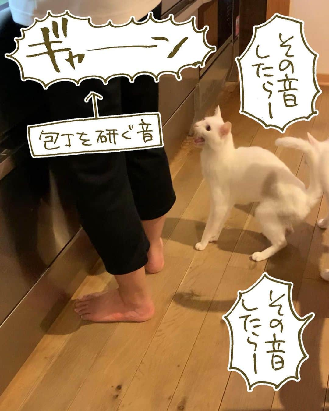 くるねこ大和のインスタグラム