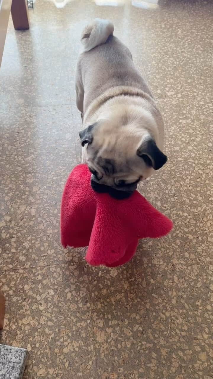 gontaのインスタグラム：「Good morning Sunday. Gonta chews on anything and plays with it.😅#keelyafternoontea #Gonta3#speakpug #smilingpugs #pugjapn #pog #love #pugsofinstagram #zerozeropug #skateboardpug #pugshit #listpug #wordofpug」