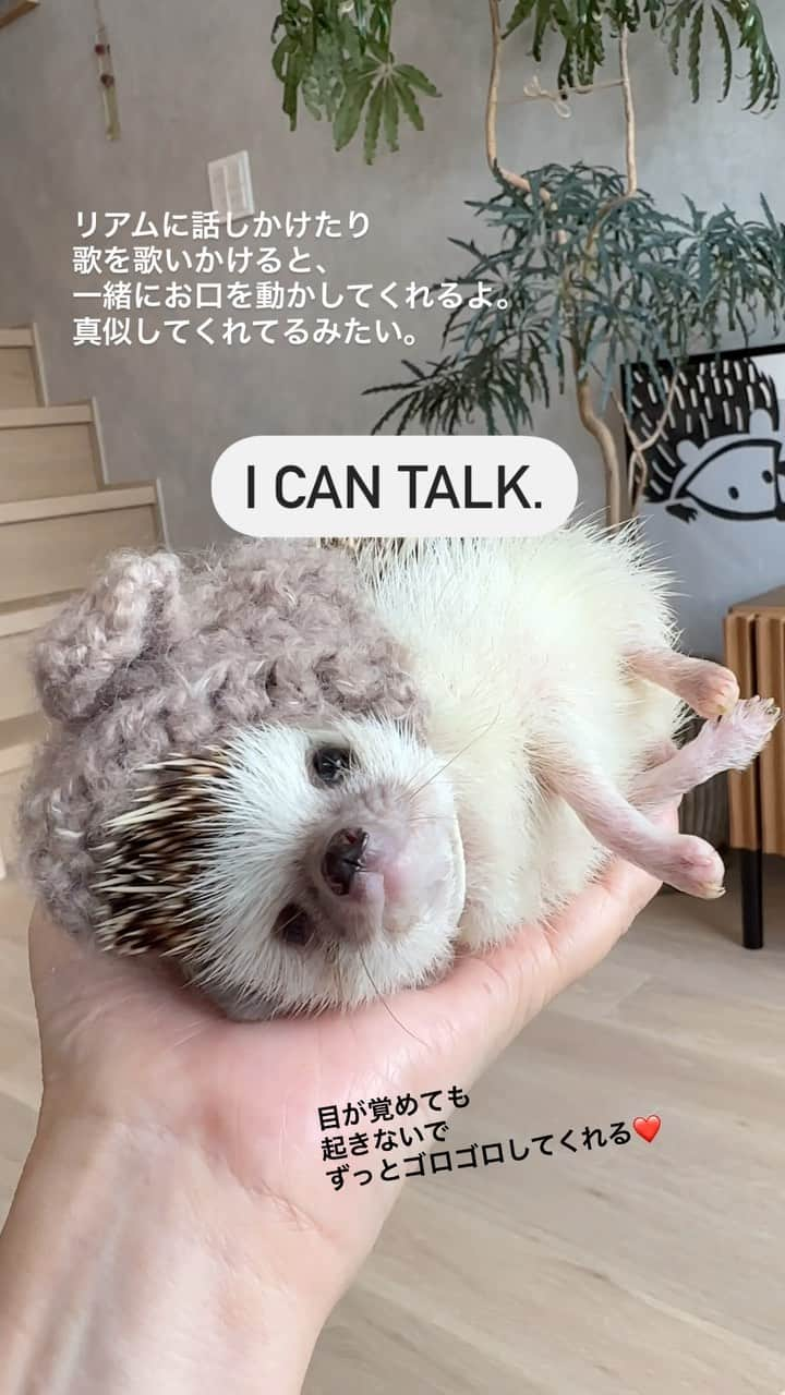 ラド&ティンクのインスタグラム：「I can sing songs and chat with my owners (and I will).  model ： Liam  話したり歌いかけると、 一緒にお口を動かすリアム。  可愛くて堪らない❤️❤️❤️  今日はへやんぽもこの後、楽しんだよ👍👍  #はりねずみのリアム #手の上が好きなハリネズミ #シャプロンベア #はりねずみ #ハリネズミ #針鼠 #igersjp #pecotv #hedgehog #hedgie」