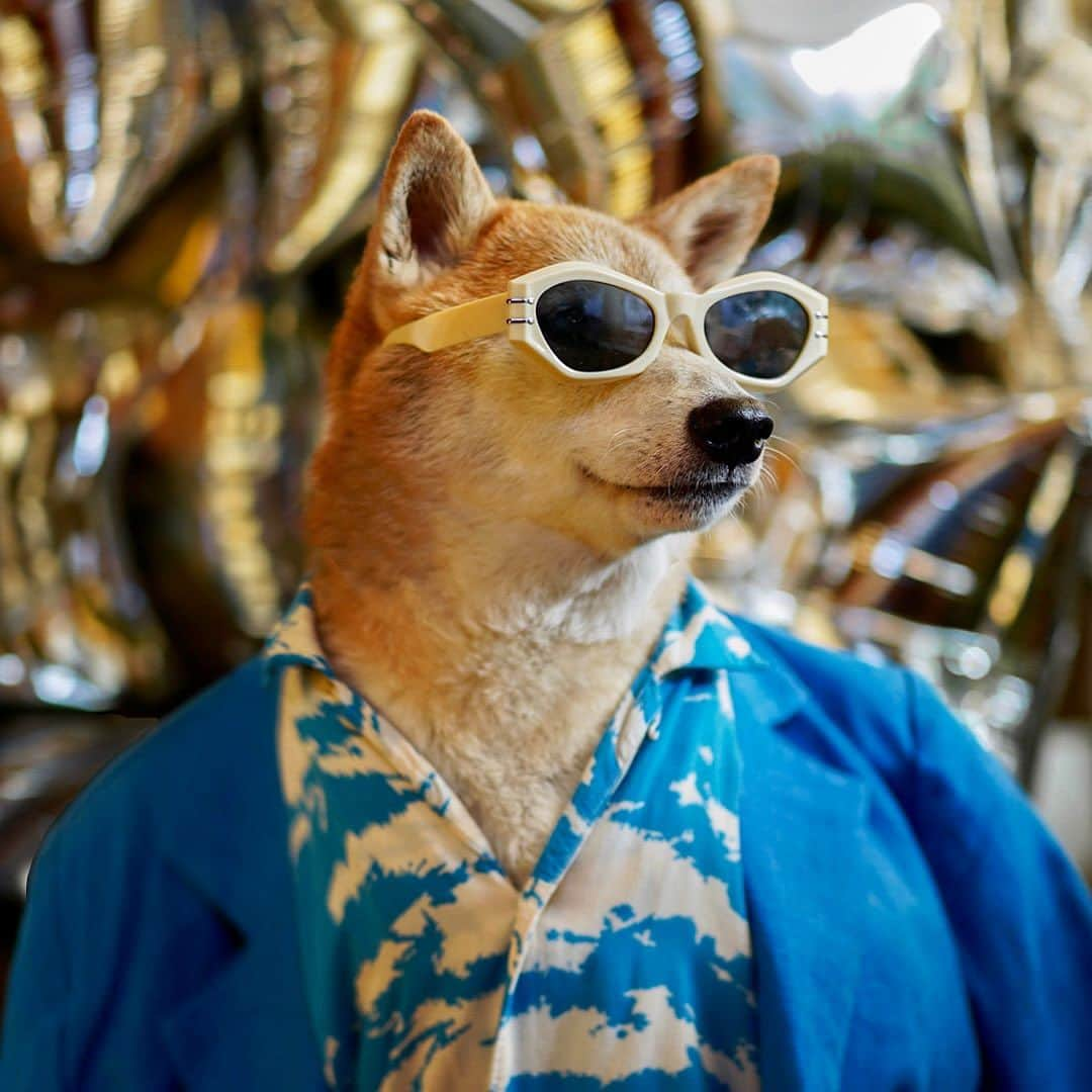 Menswear Dogのインスタグラム：「🌀Party Animals 🎈  Bodhi and Luc roll up at your party: who do you greet first?」