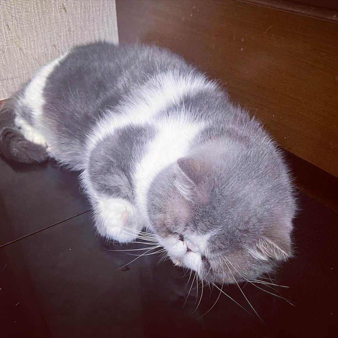 のインスタグラム：「猫大福  #ムスカ #エキゾチックショートヘア #ねこすたぐらむ #ふわもこ部 #にゃんすたぐらむ #ねこ部 #にゃんこ #ねこのいる生活 #ねこのきもち #猫写真 #猫大好き #ペコねこ部 #ねこバカ #愛猫 #냥스타그램 #귀여워 #猫咪 #catstagram #kitty #petstagram #instacat #meow #catoftheday #ilovemycat #catstagram_japan #instagramcats #cutepets #Kedi #cat_of_Instagram #katter」