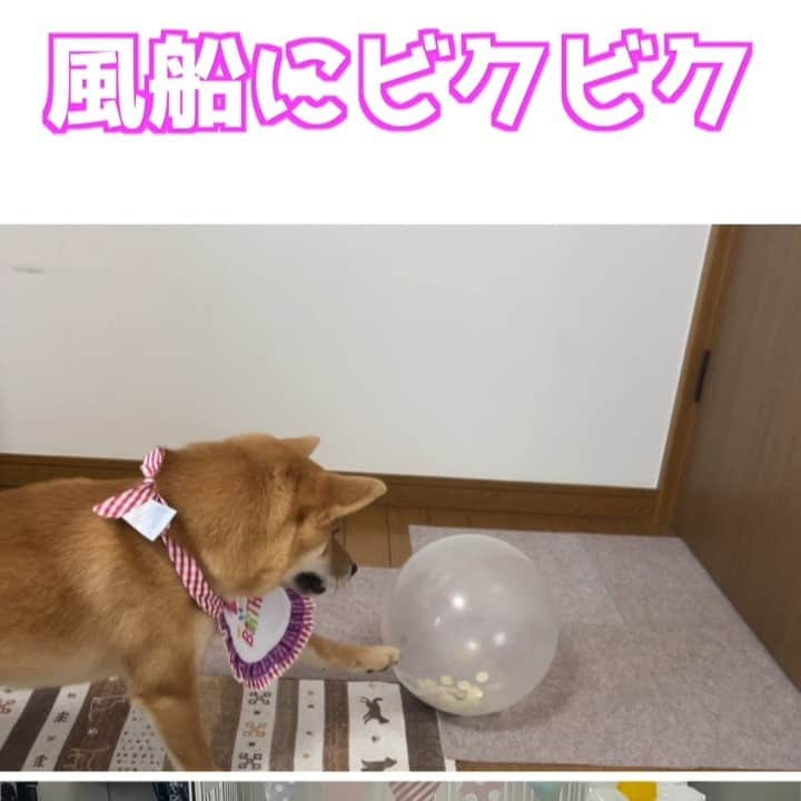 柴犬小春のインスタグラム：「風船にビクビクの柴犬小夏 ＃柴犬 #柴犬のいる暮らし」