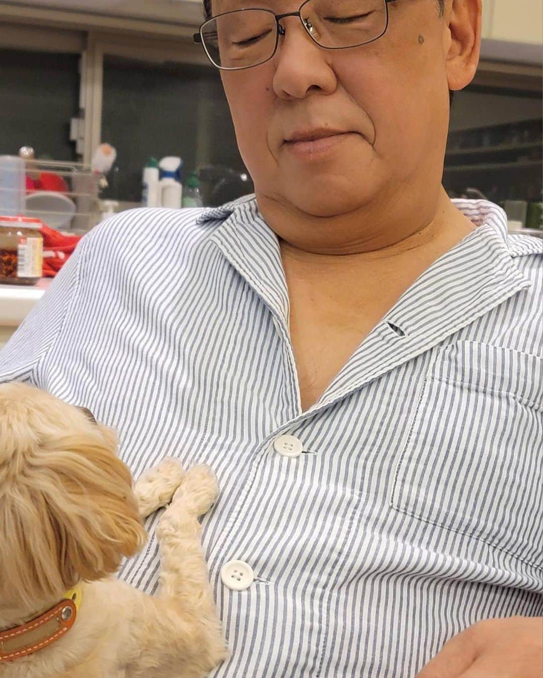 梅沢富美男のインスタグラム：「お父さんにおやつのおねだりからのカメラ目線。 ついかわいくておやつあげちゃいます。  #いぬすたぐらむ #愛犬家 #トイプードル」
