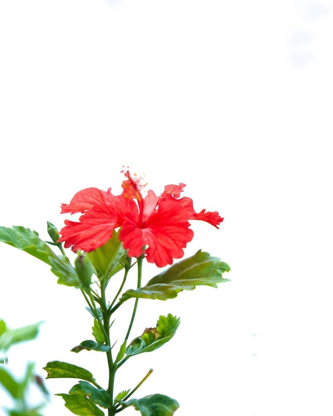 harumiさんのインスタグラム写真 - (harumiInstagram)「Have a wonderful summer!❣️🌺  Hibiscus🌺  楽しい夏休みを❣️❤️🌺❤️  #ハイビスカス」8月12日 7時18分 - harumirumiru